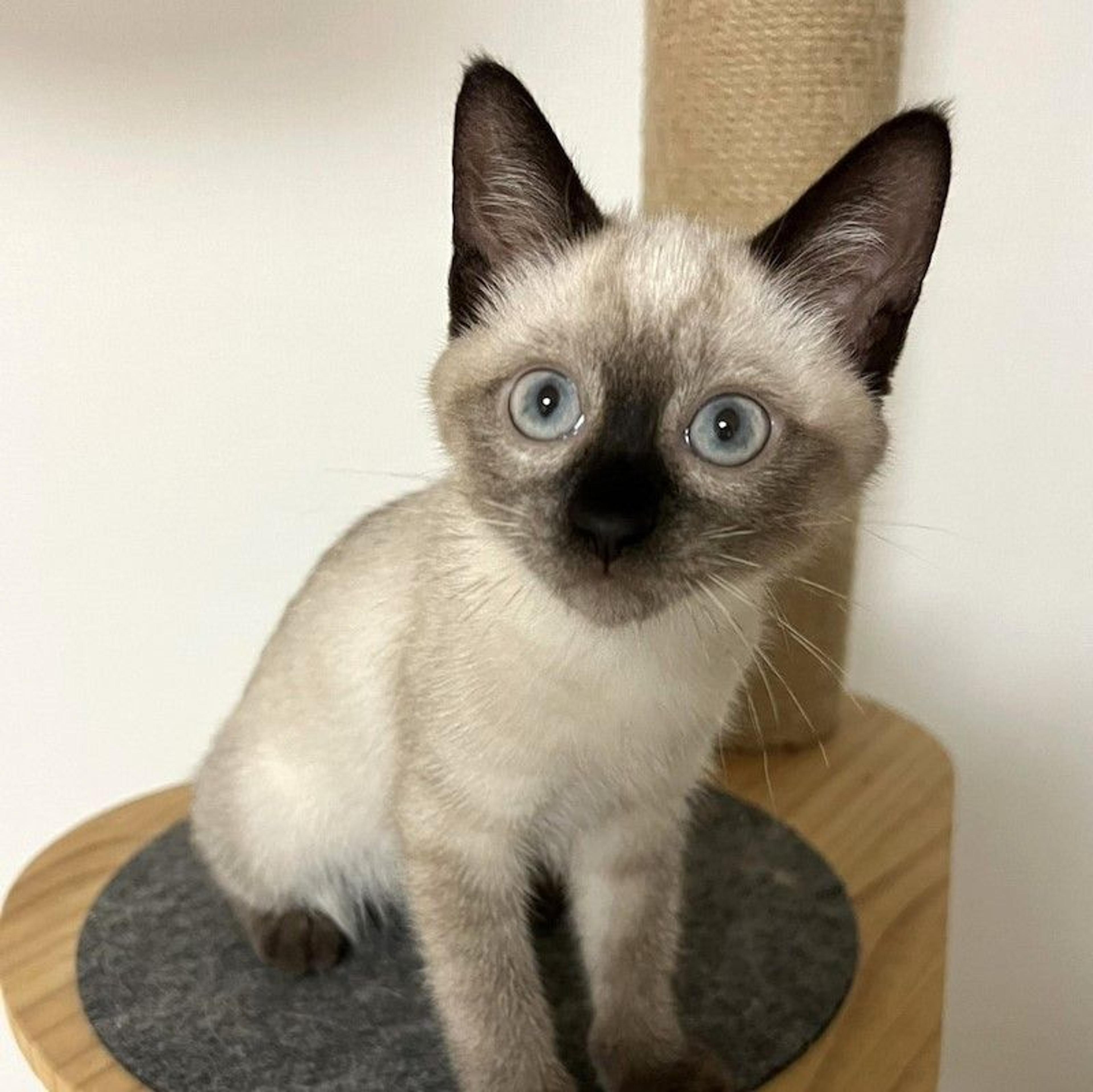 pet-image-5