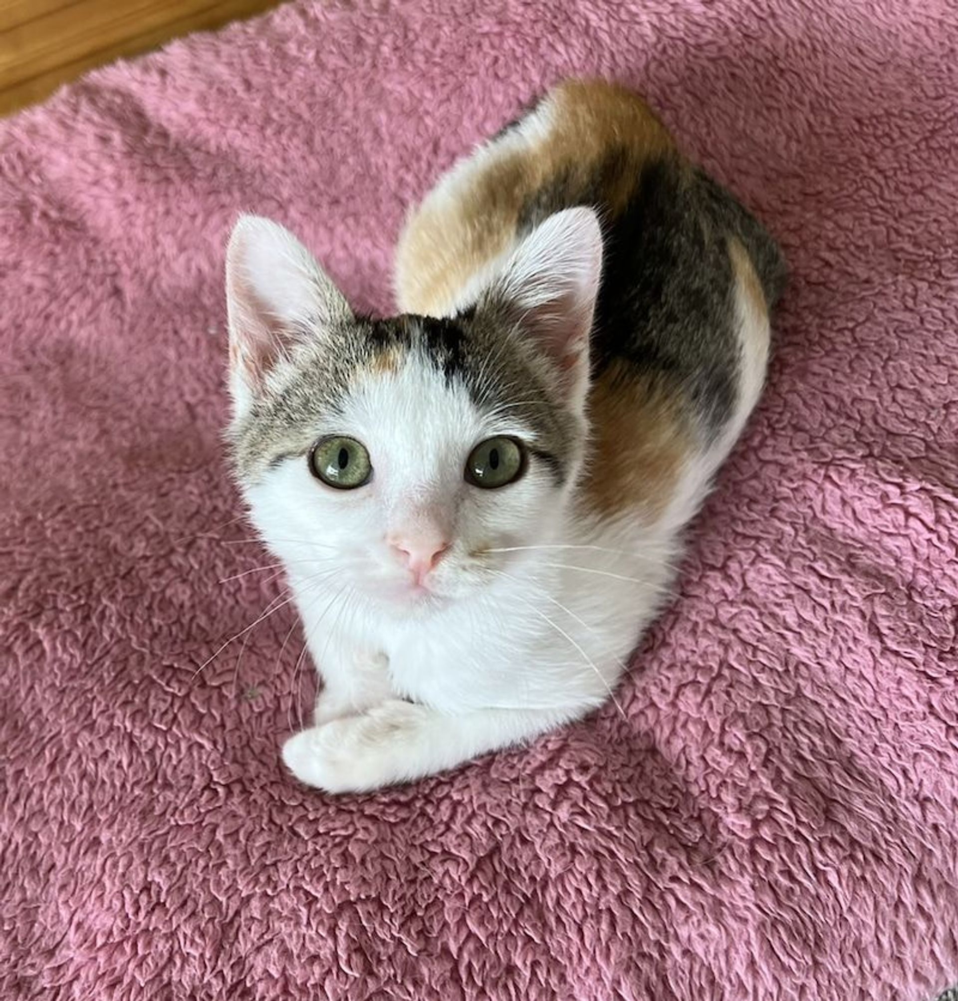 日本猫・メスの里親募集の写真