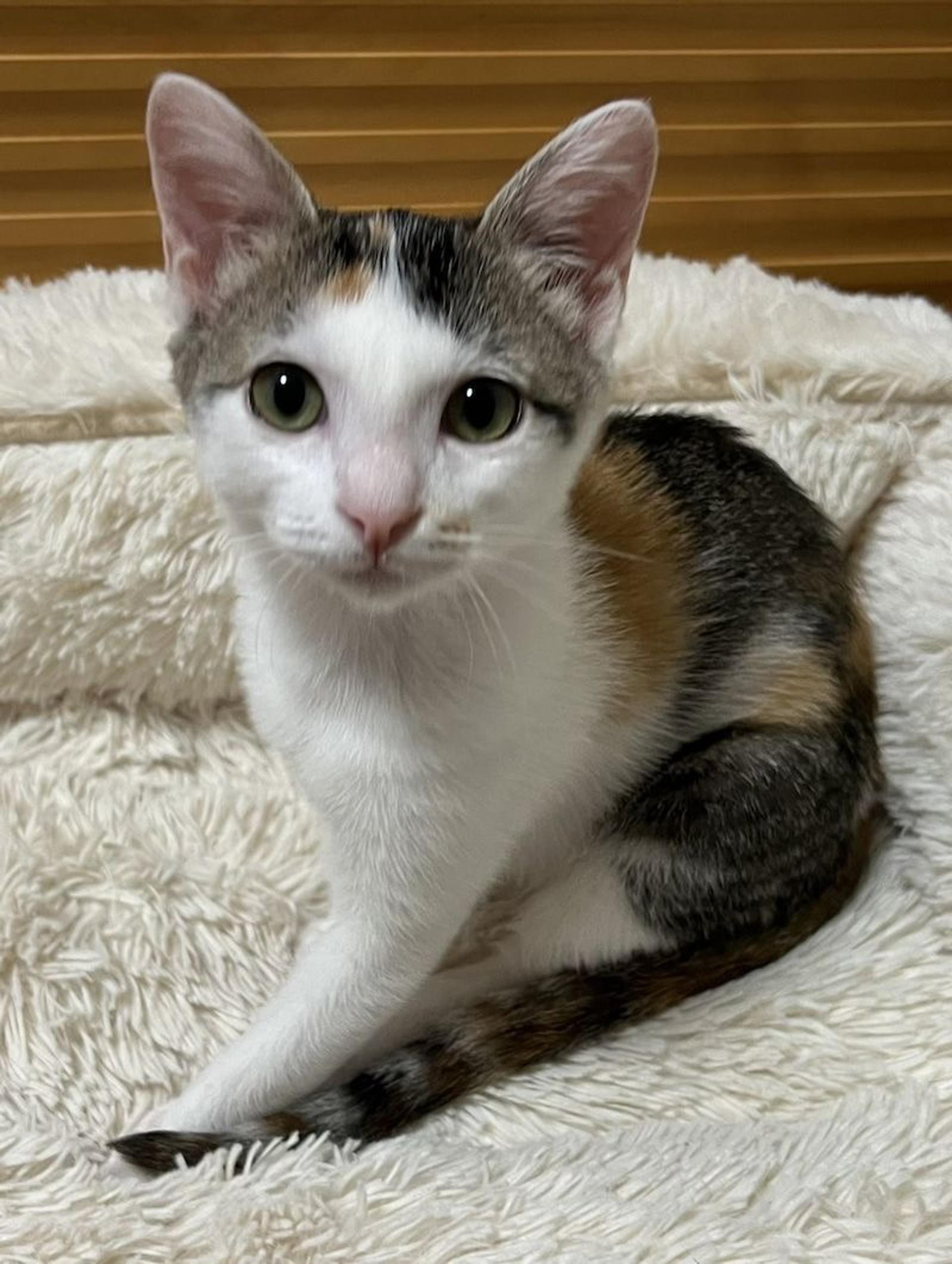 pet-image-2