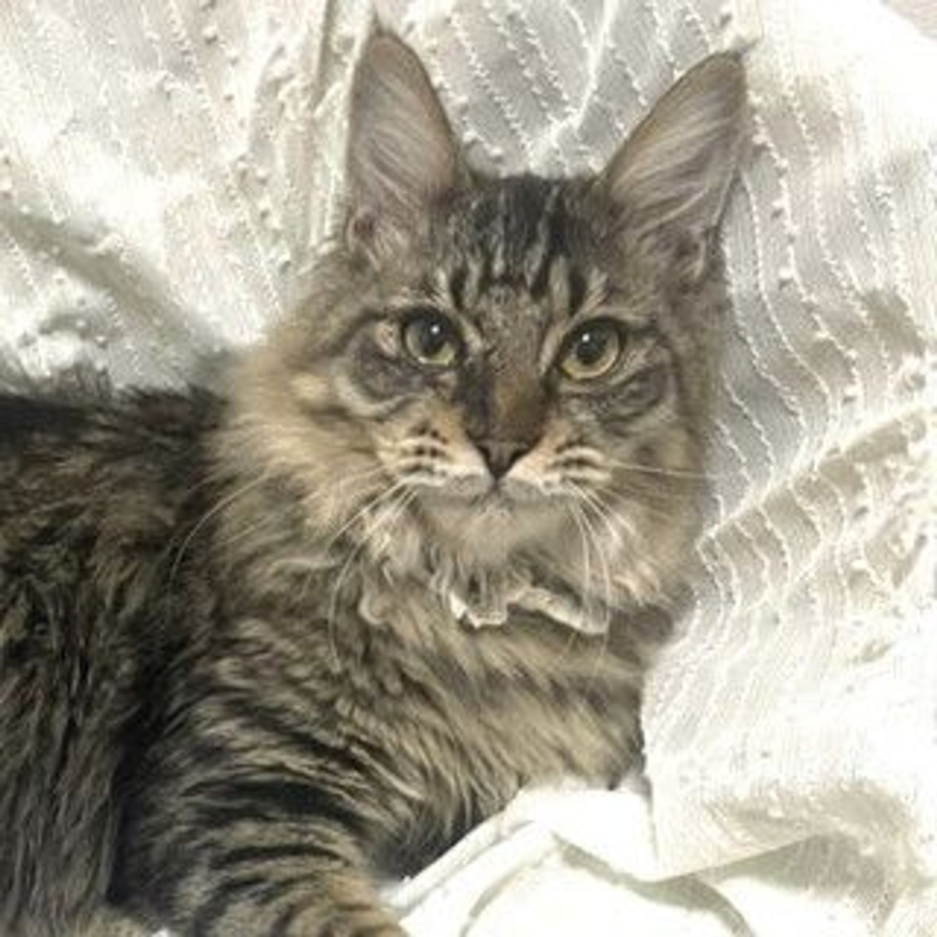 雑種（ミックス猫）・オスの里親募集の写真