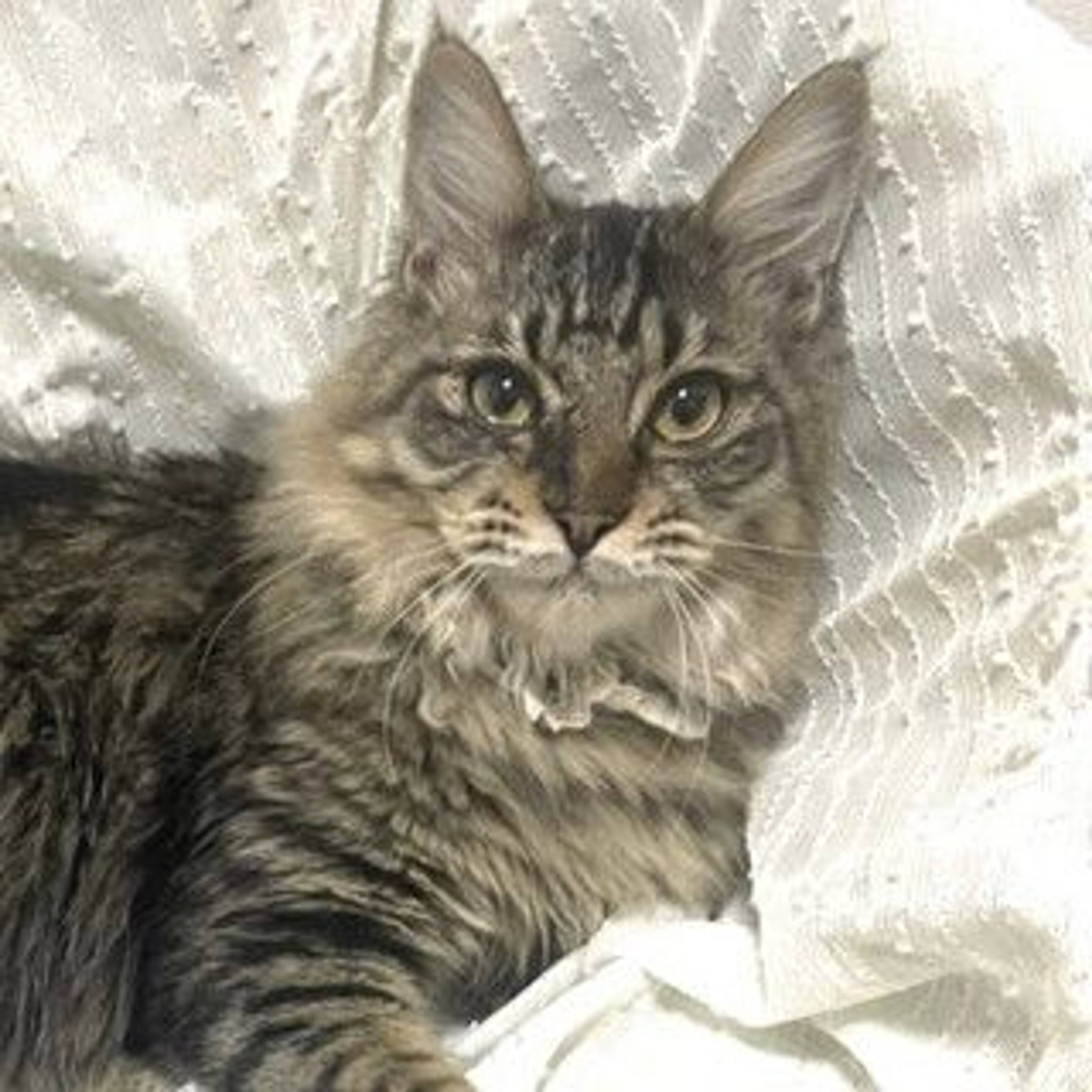 雑種（ミックス猫）・オスの里親募集の写真