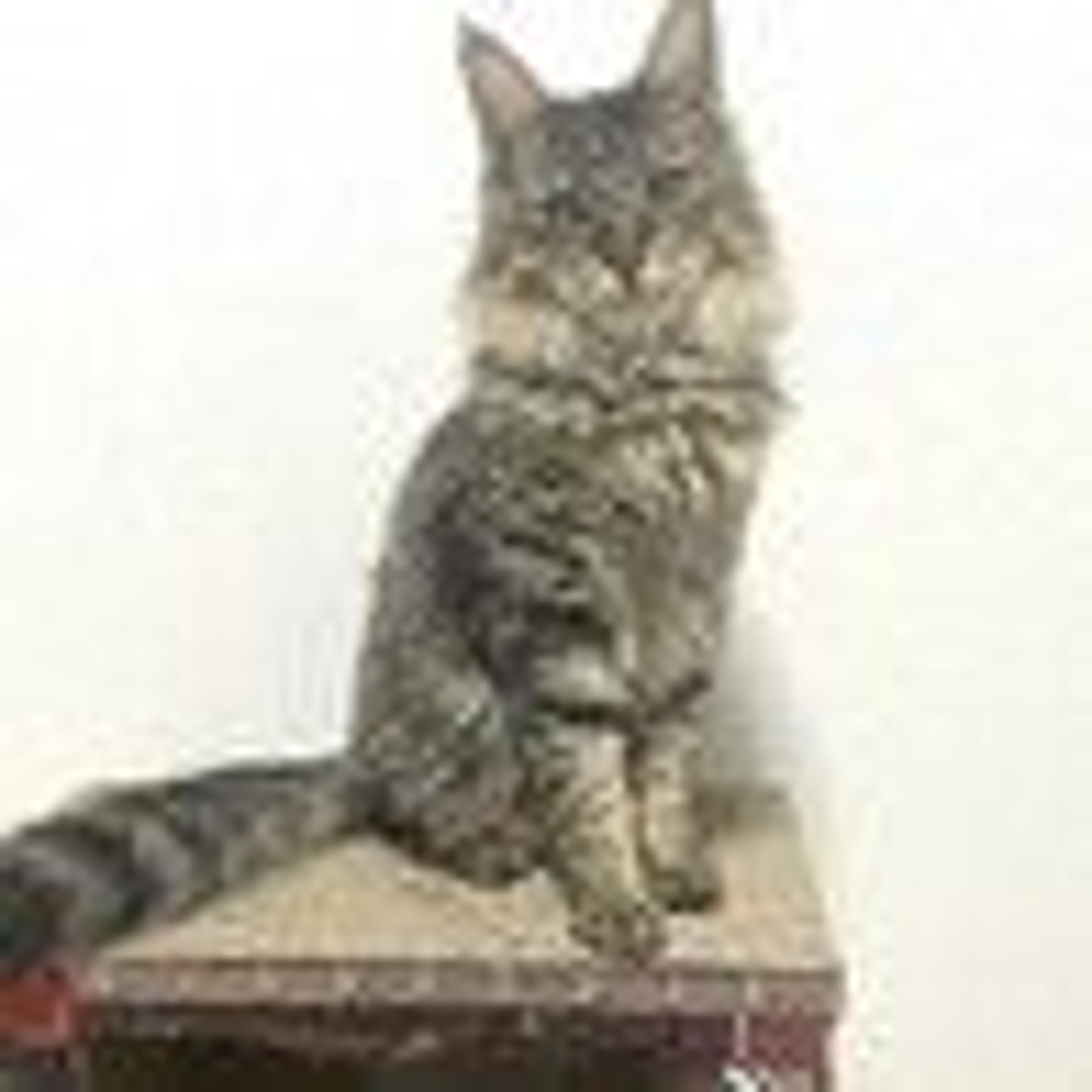 pet-image-2