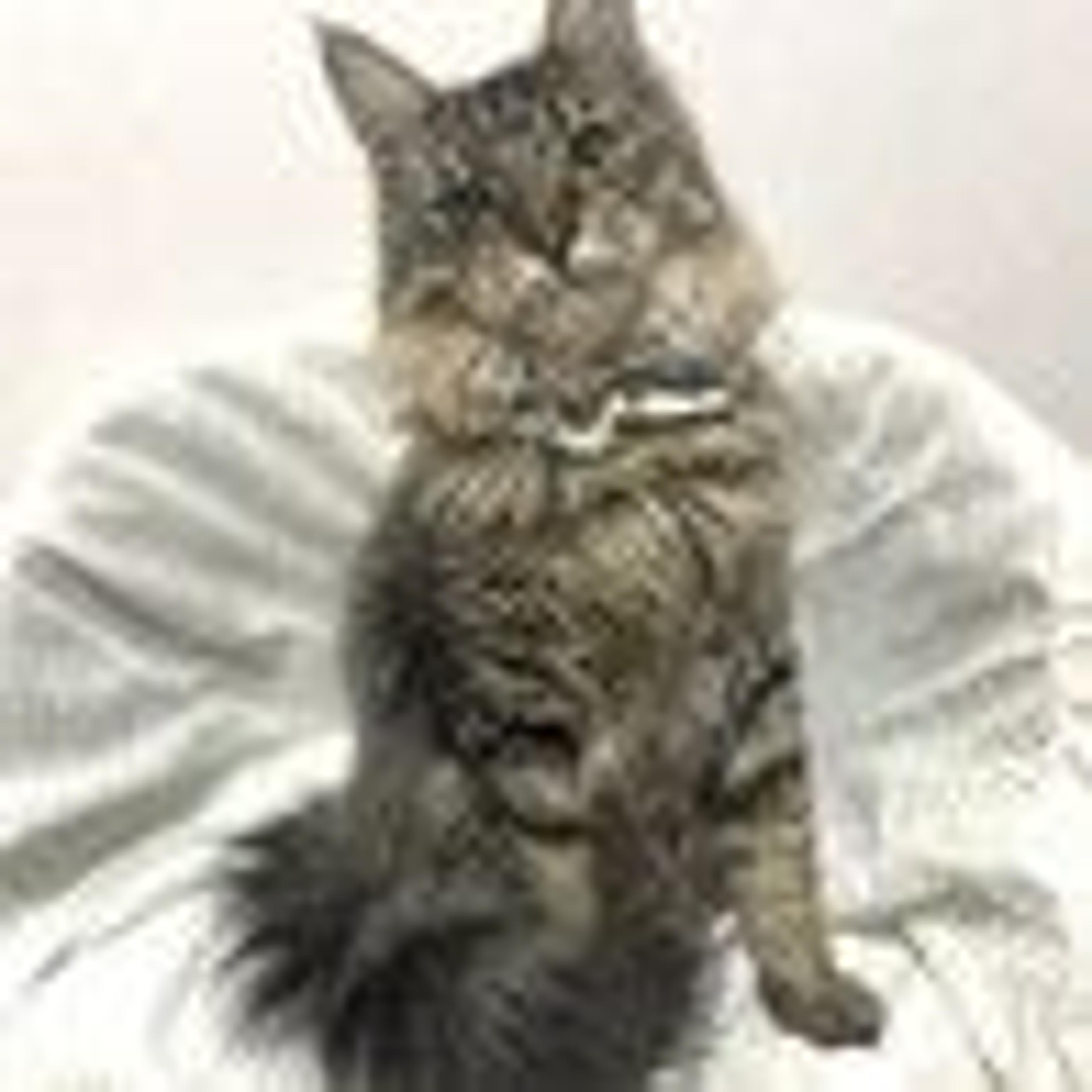 pet-image-3