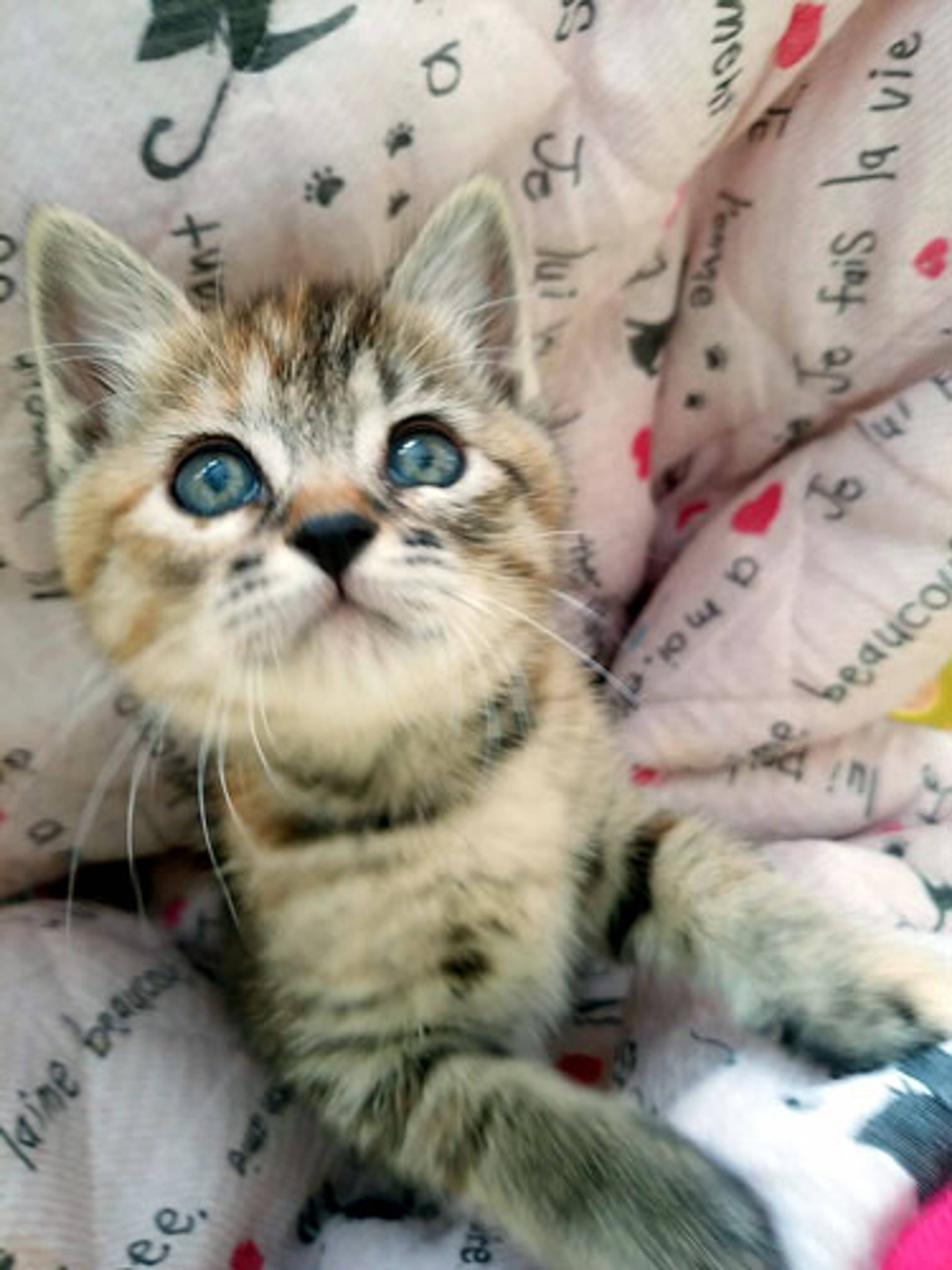 雑種（ミックス猫）・メスの里親募集の写真