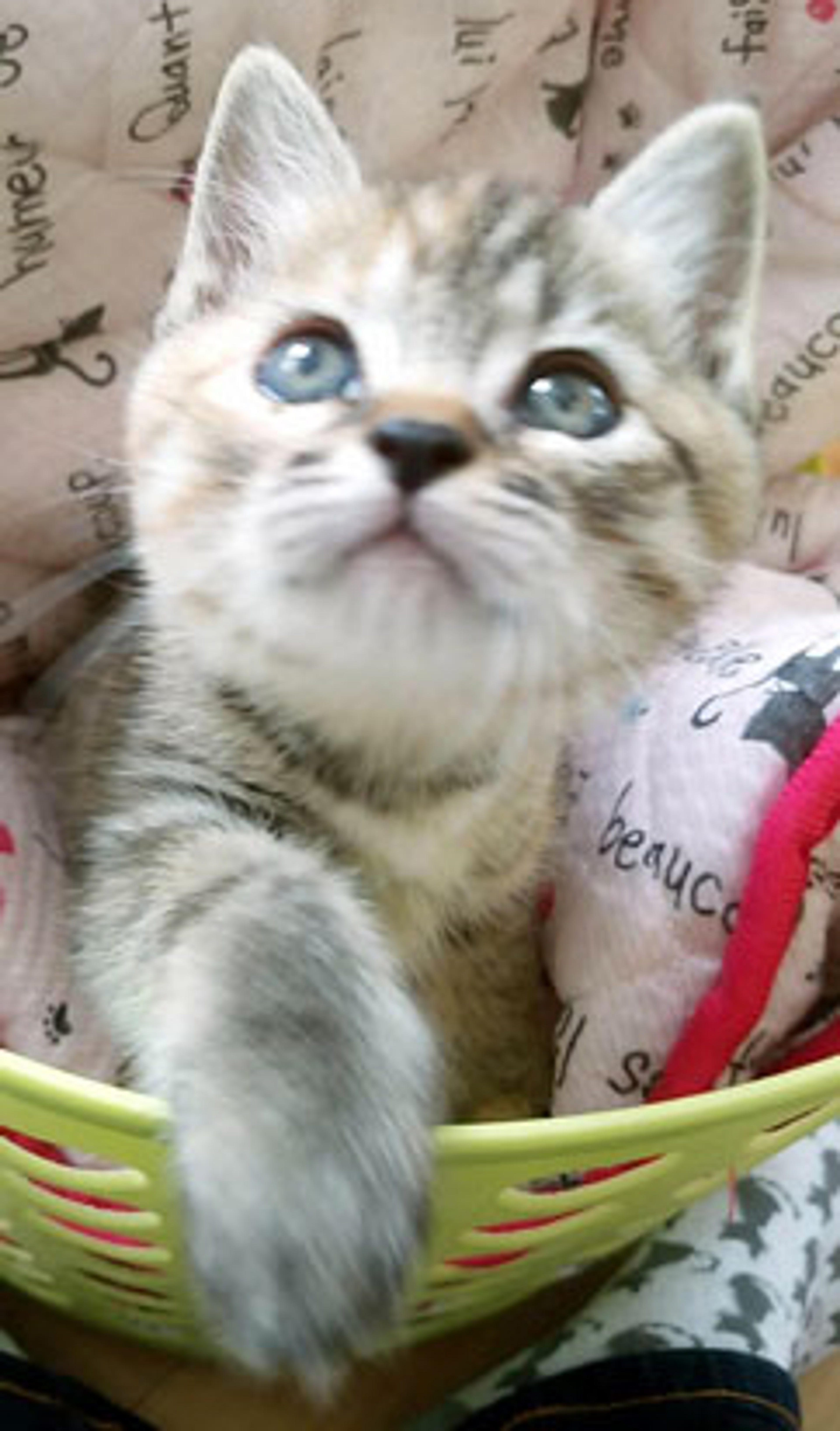 pet-image-2