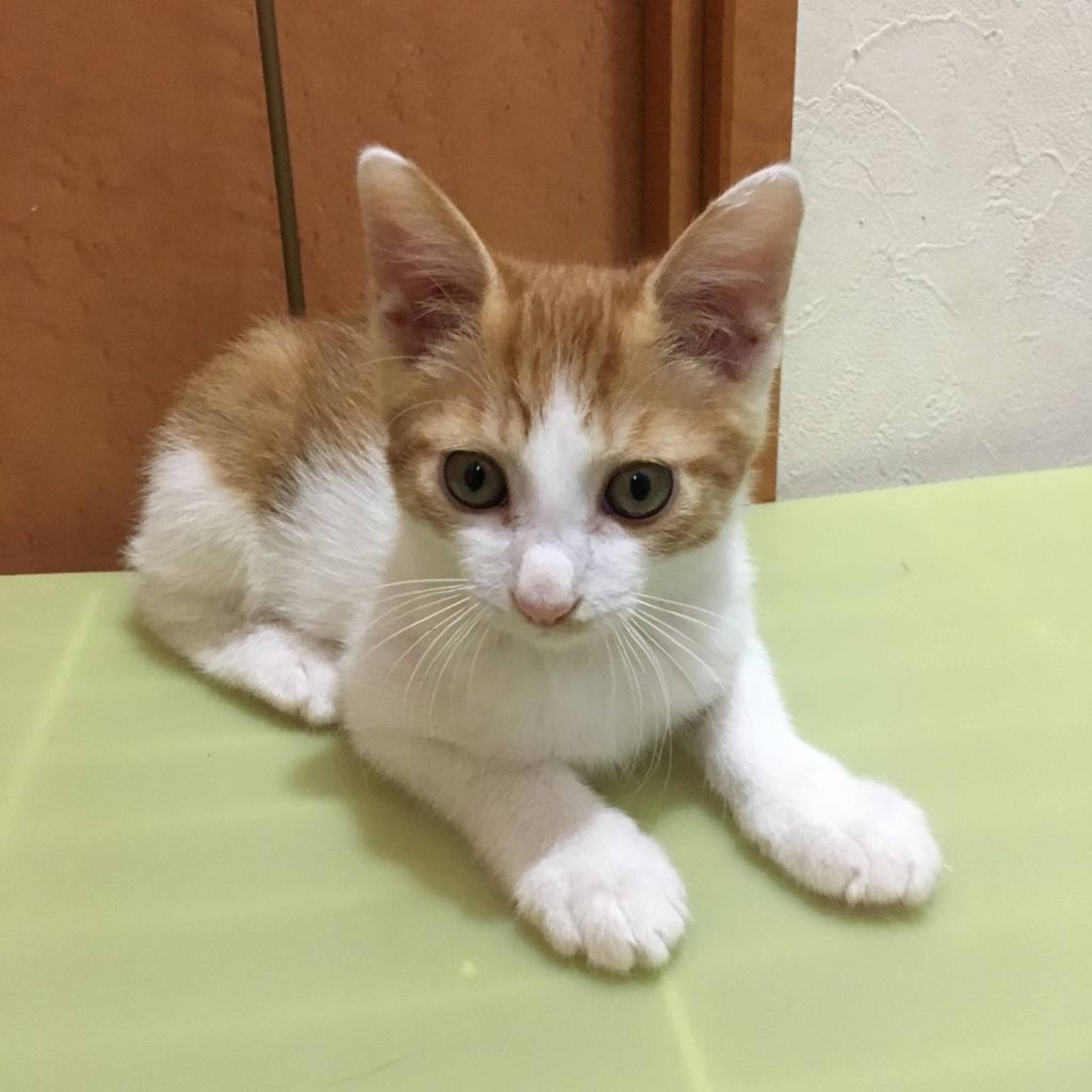 雑種（ミックス猫）・オスの里親募集の写真