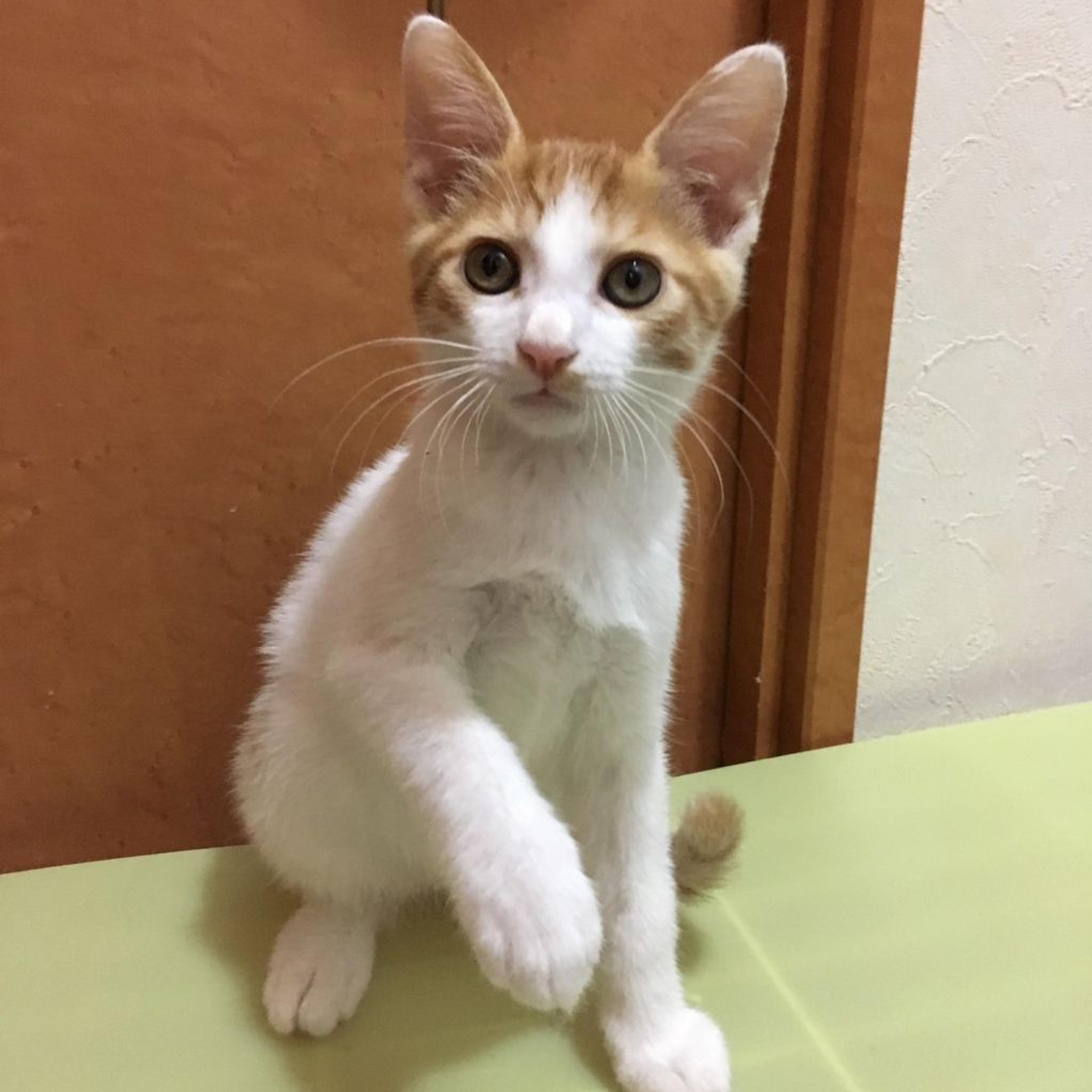 pet-image-2