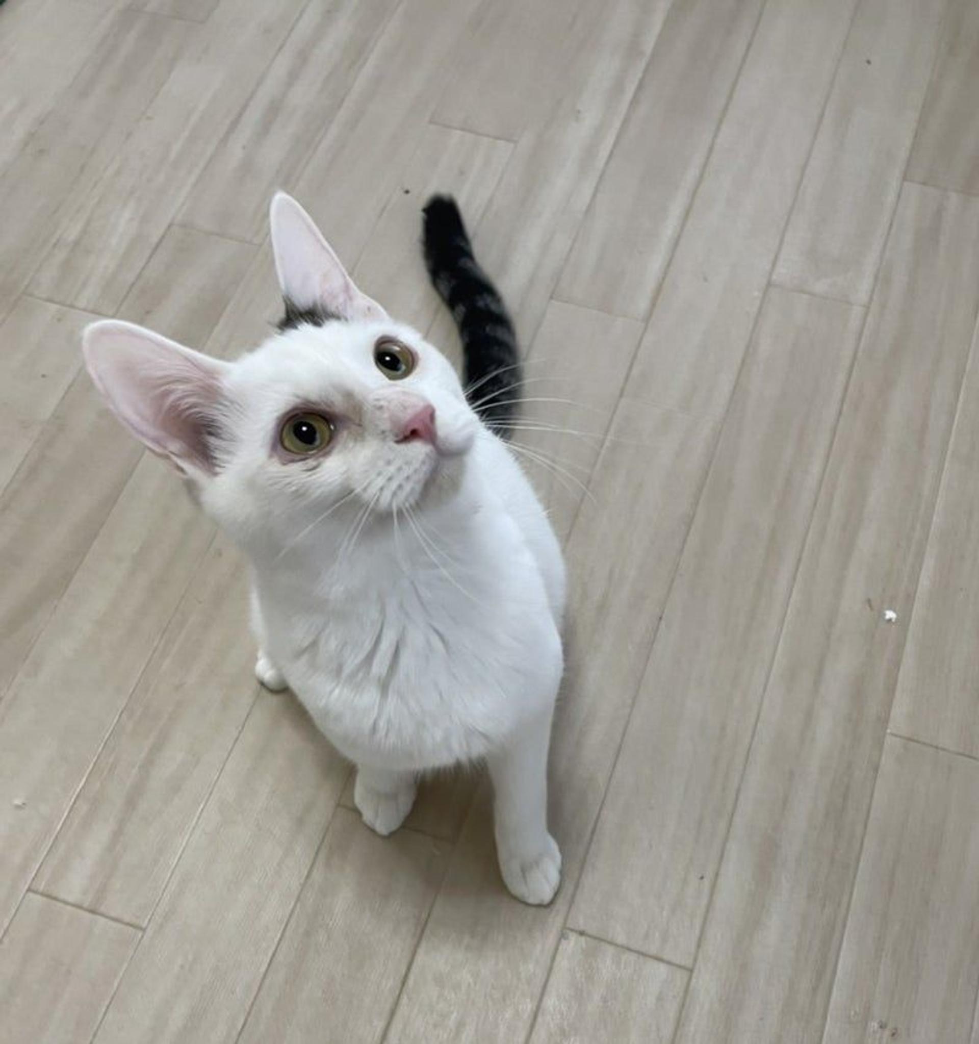 pet-image-2