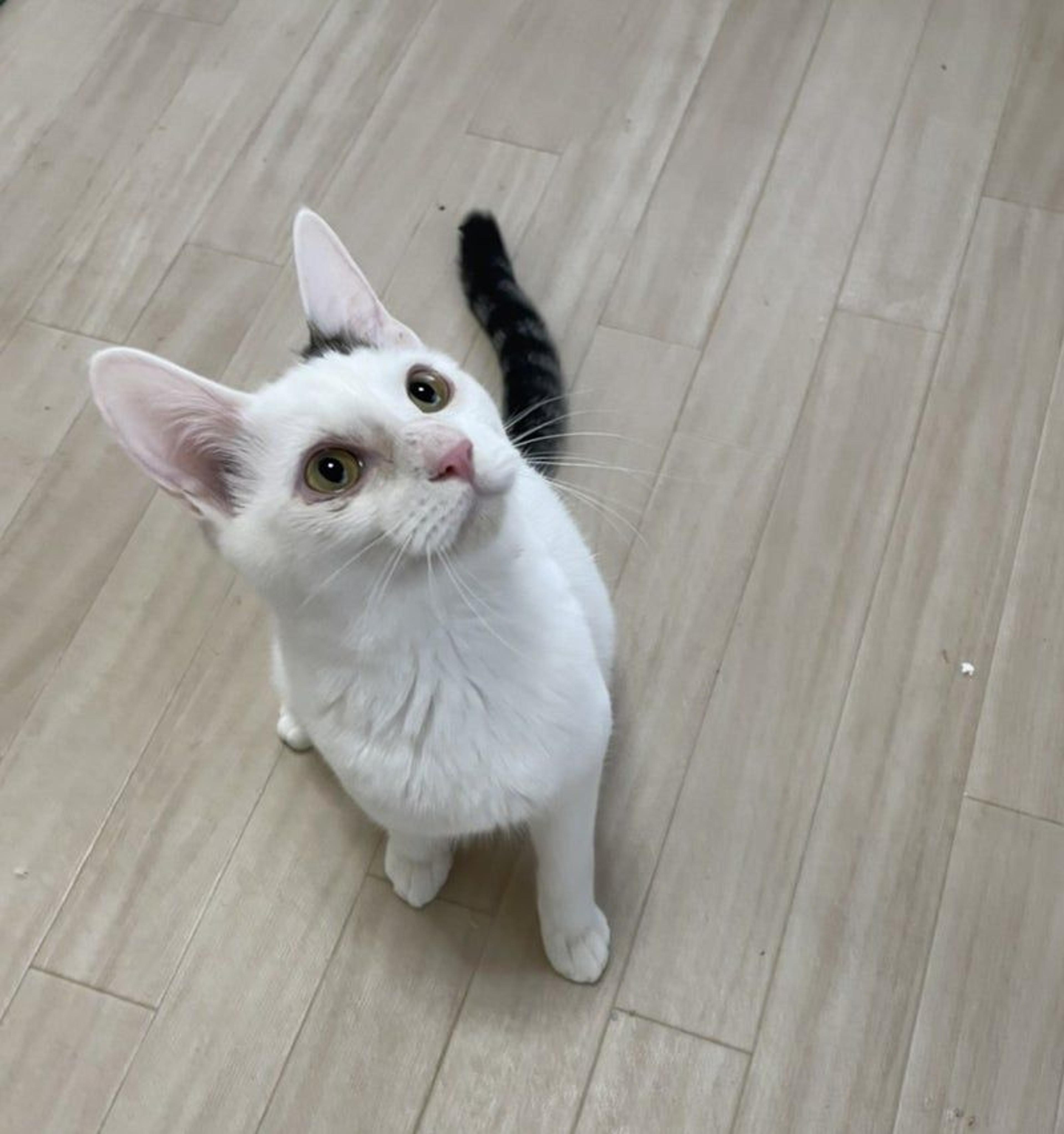 pet-image-2