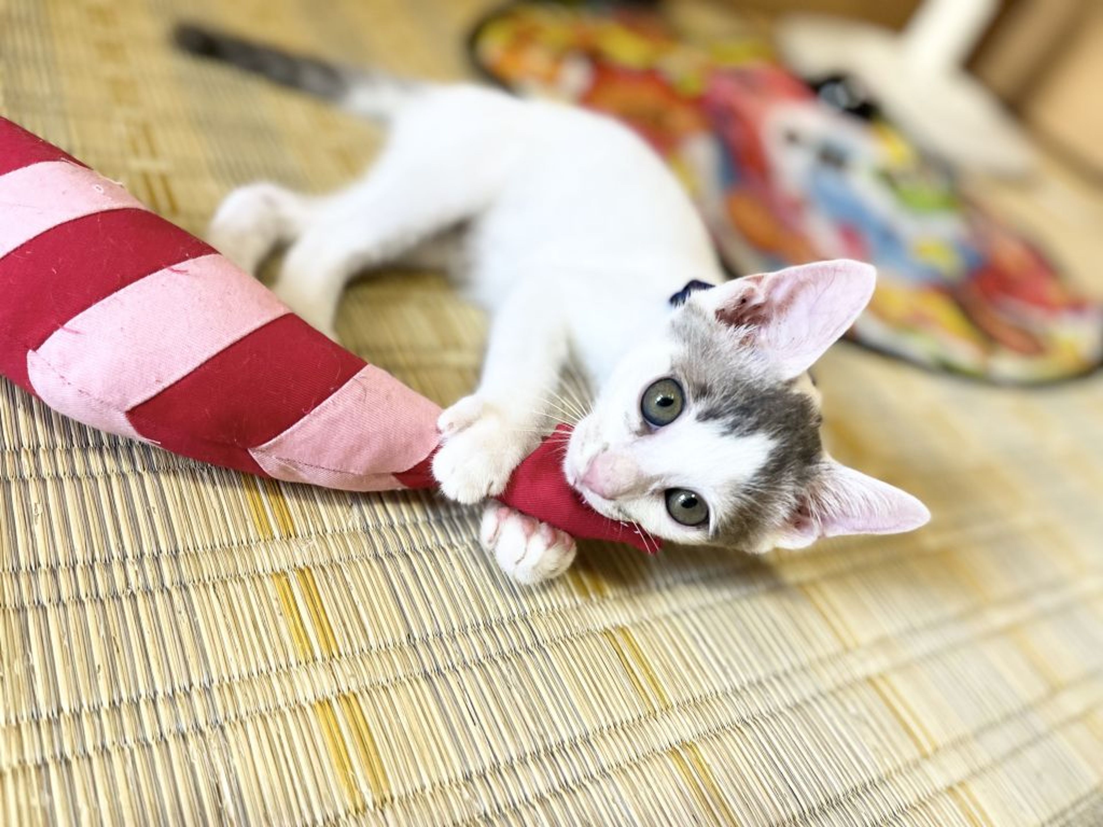 雑種（ミックス猫）・オスの里親募集の写真
