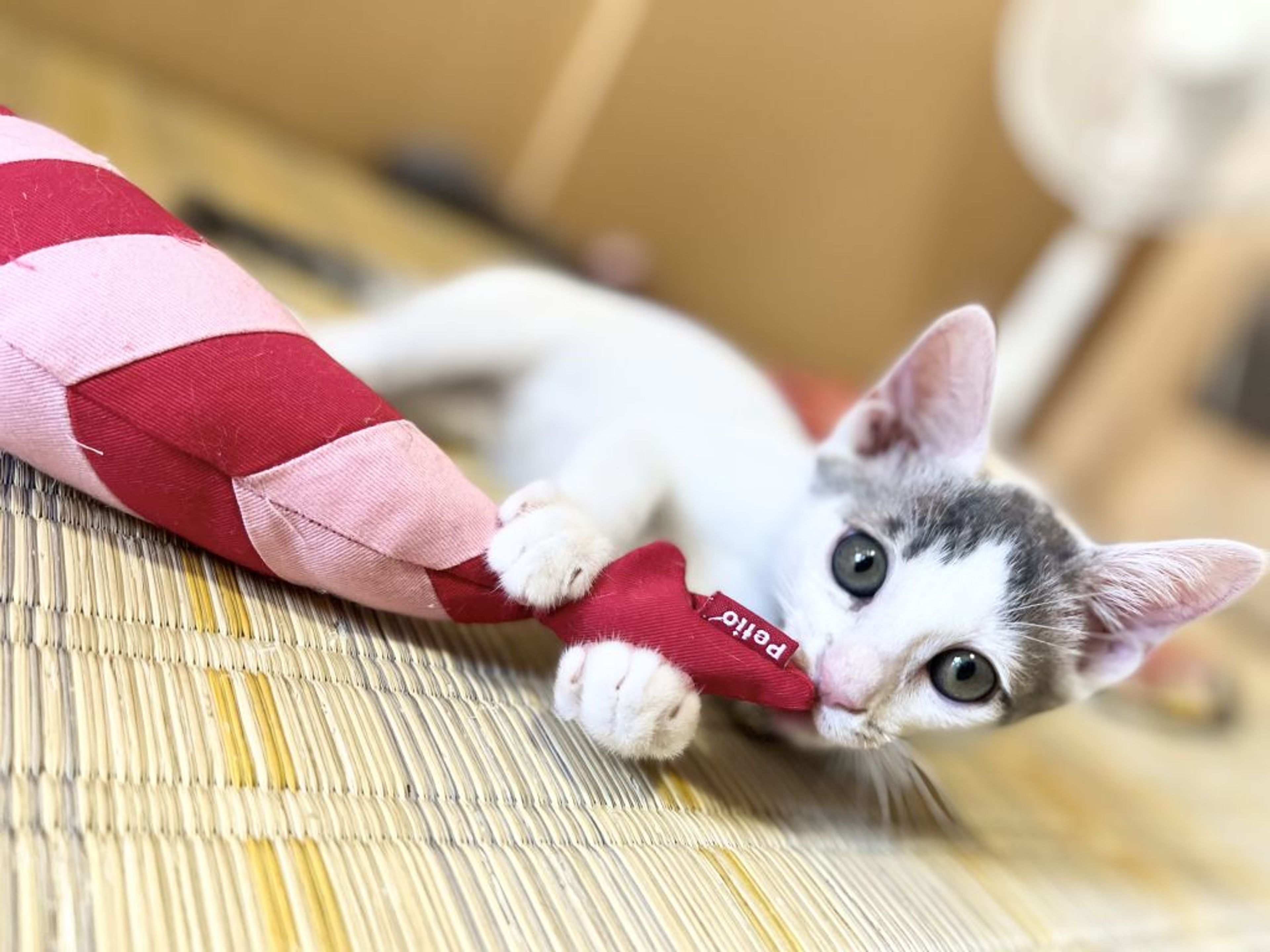 pet-image-2