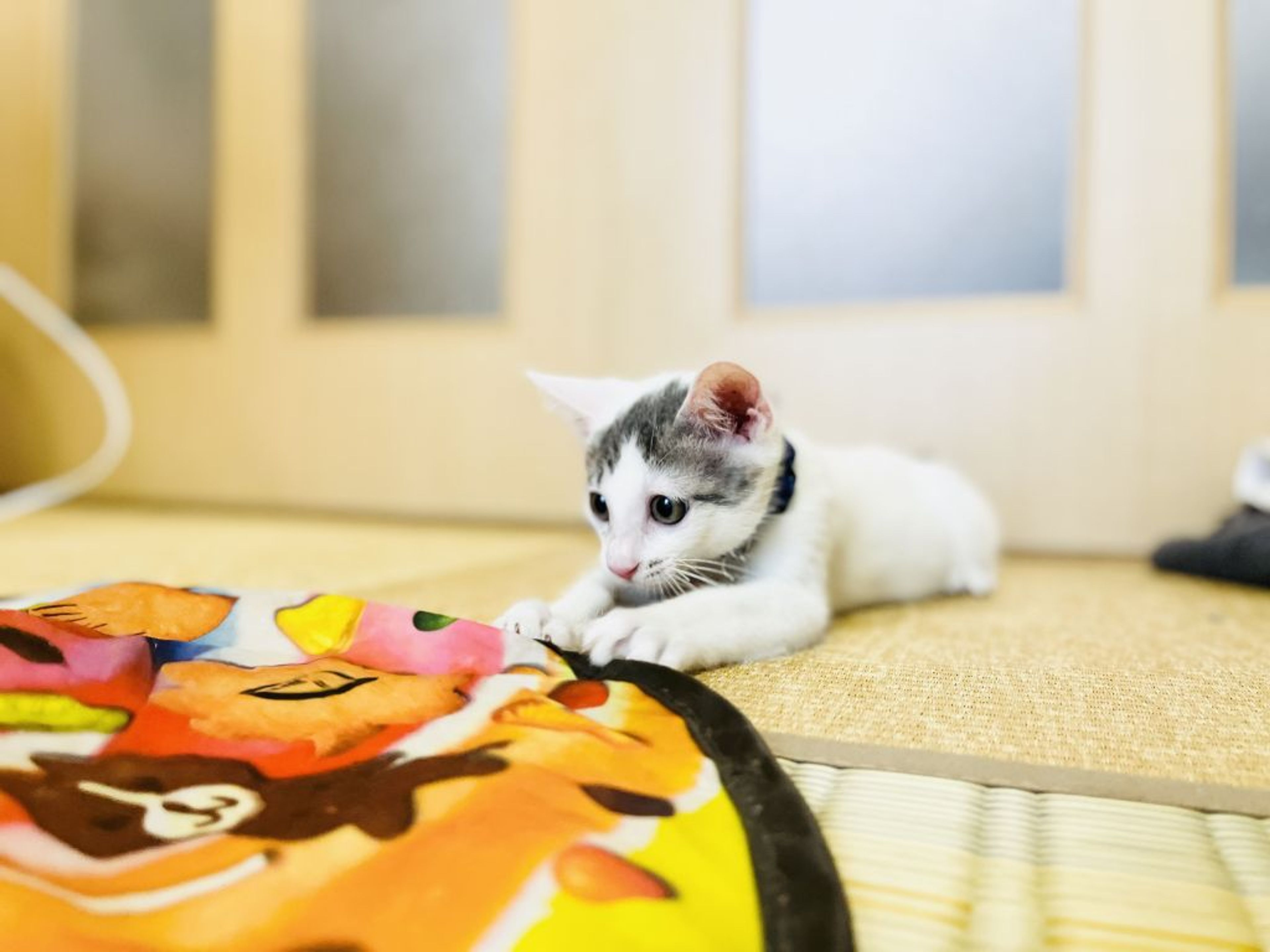 pet-image-3