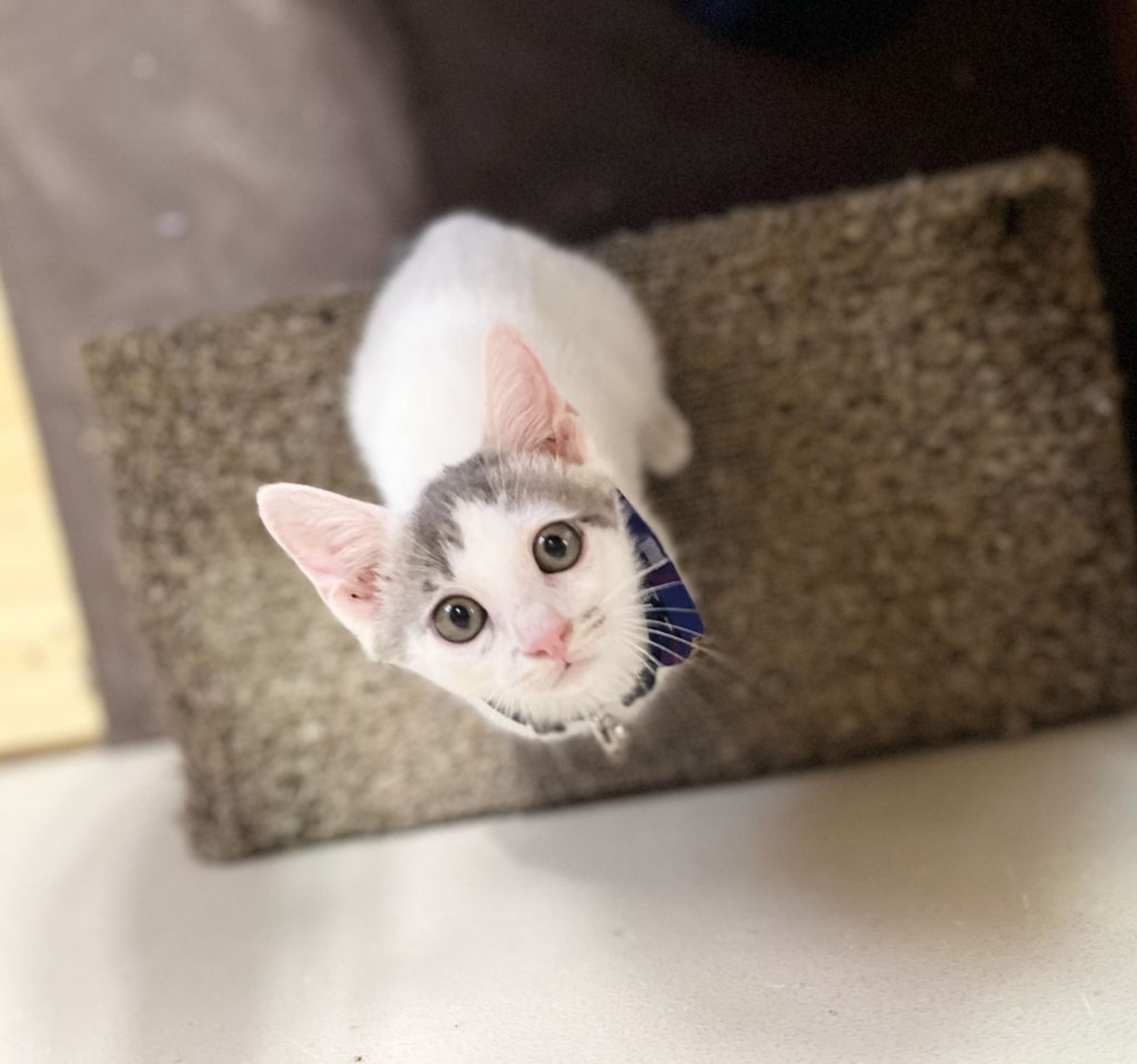 pet-image-4