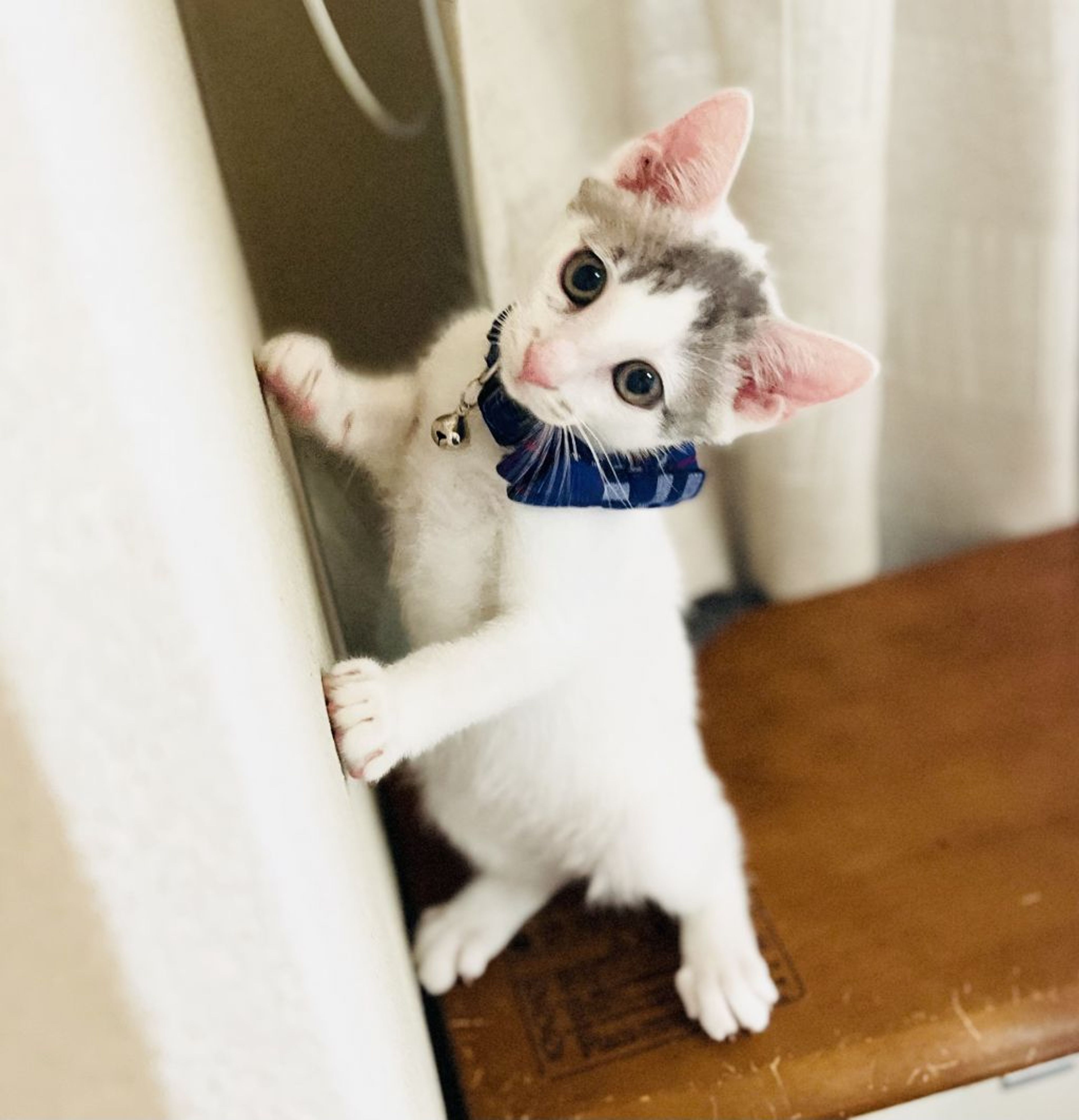 pet-image-5