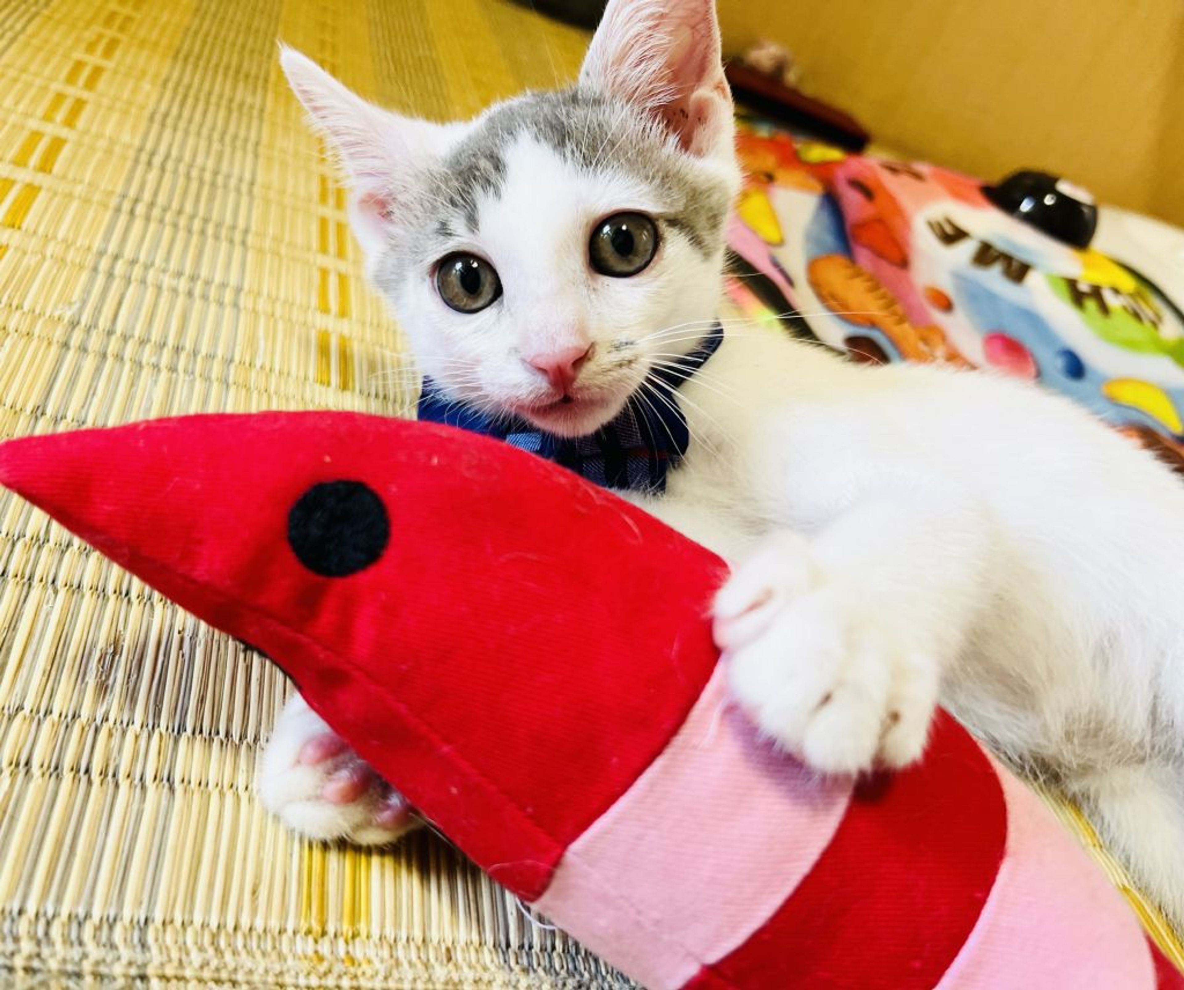 pet-image-6