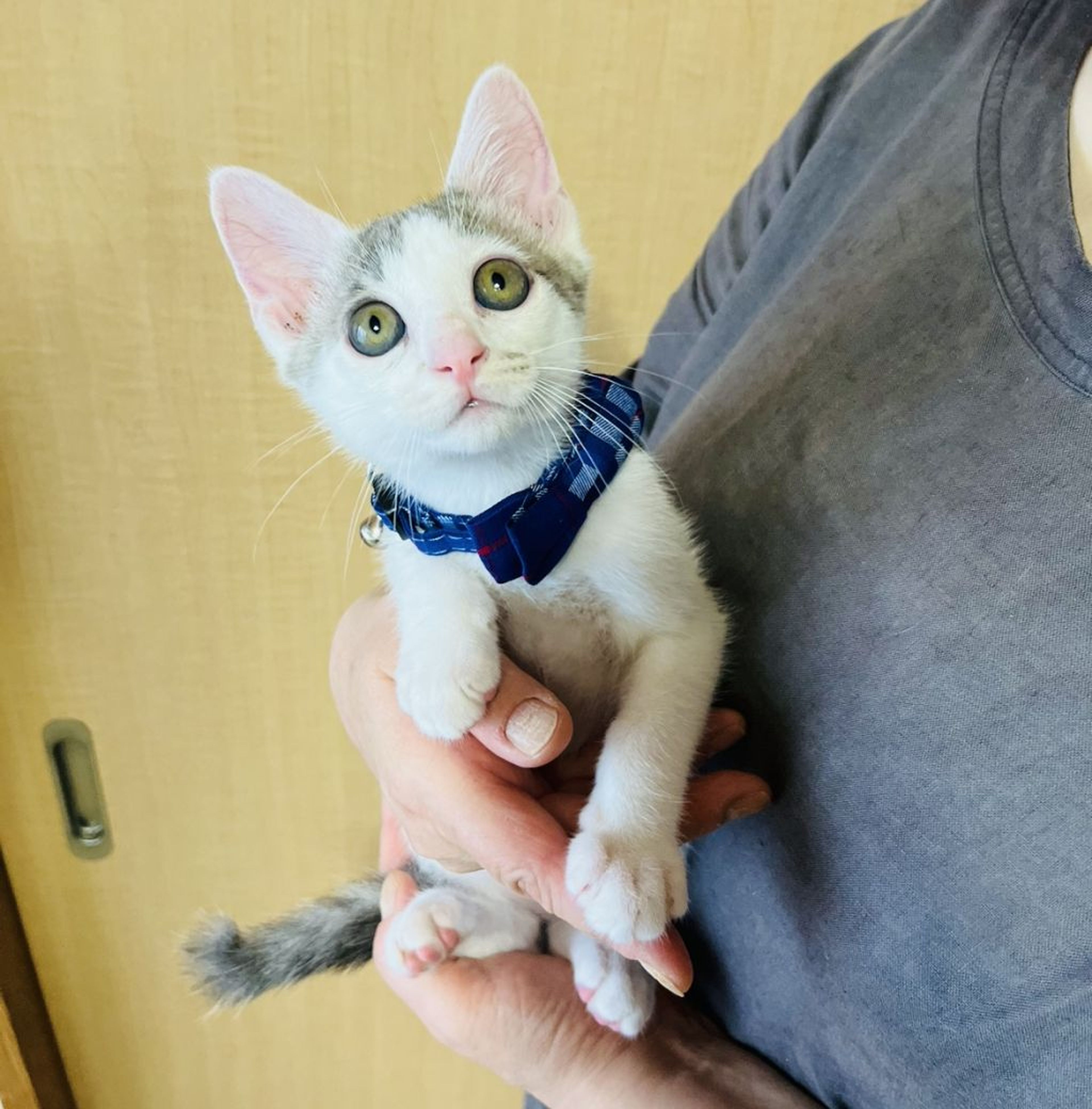 pet-image-7