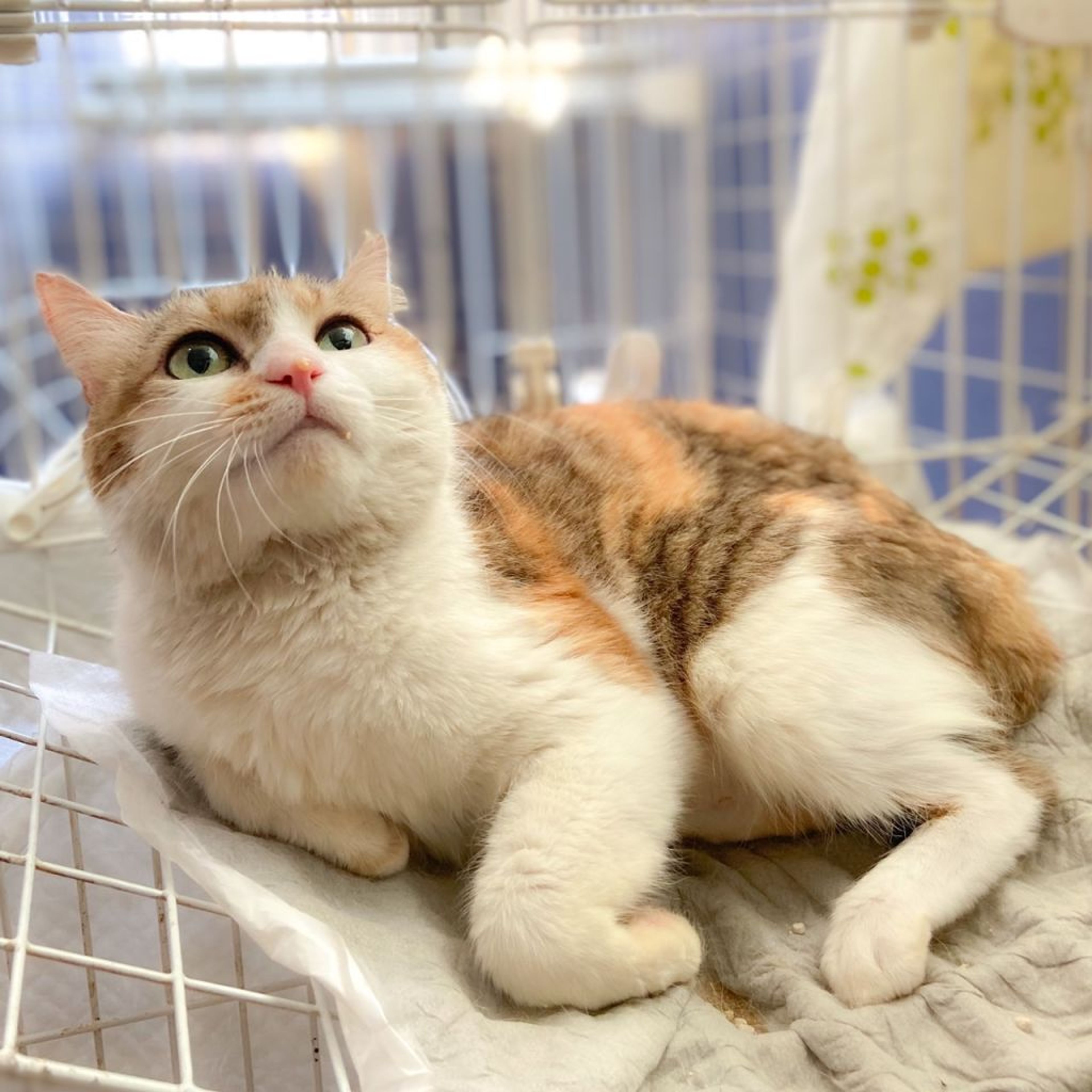 pet-image-2
