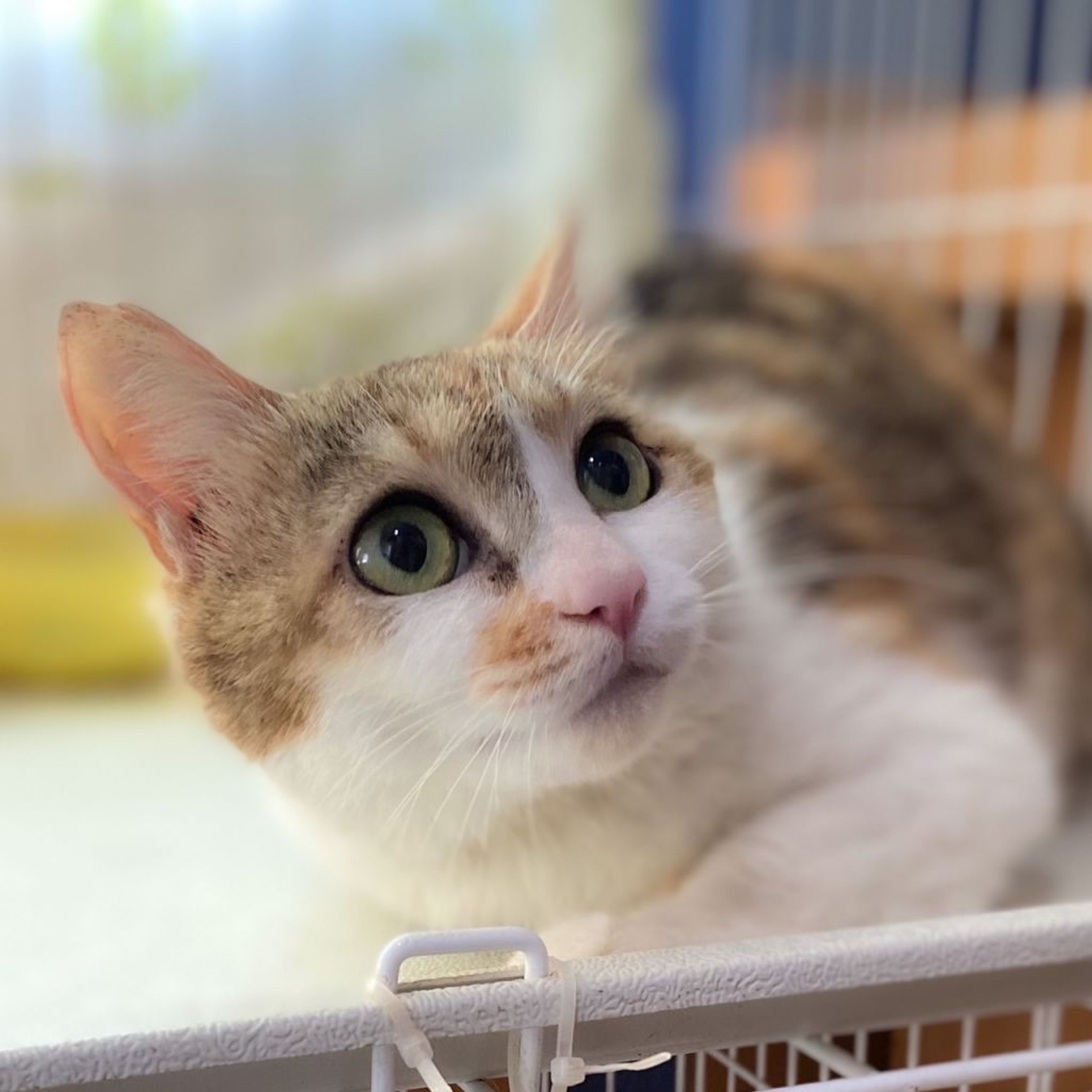pet-image-3