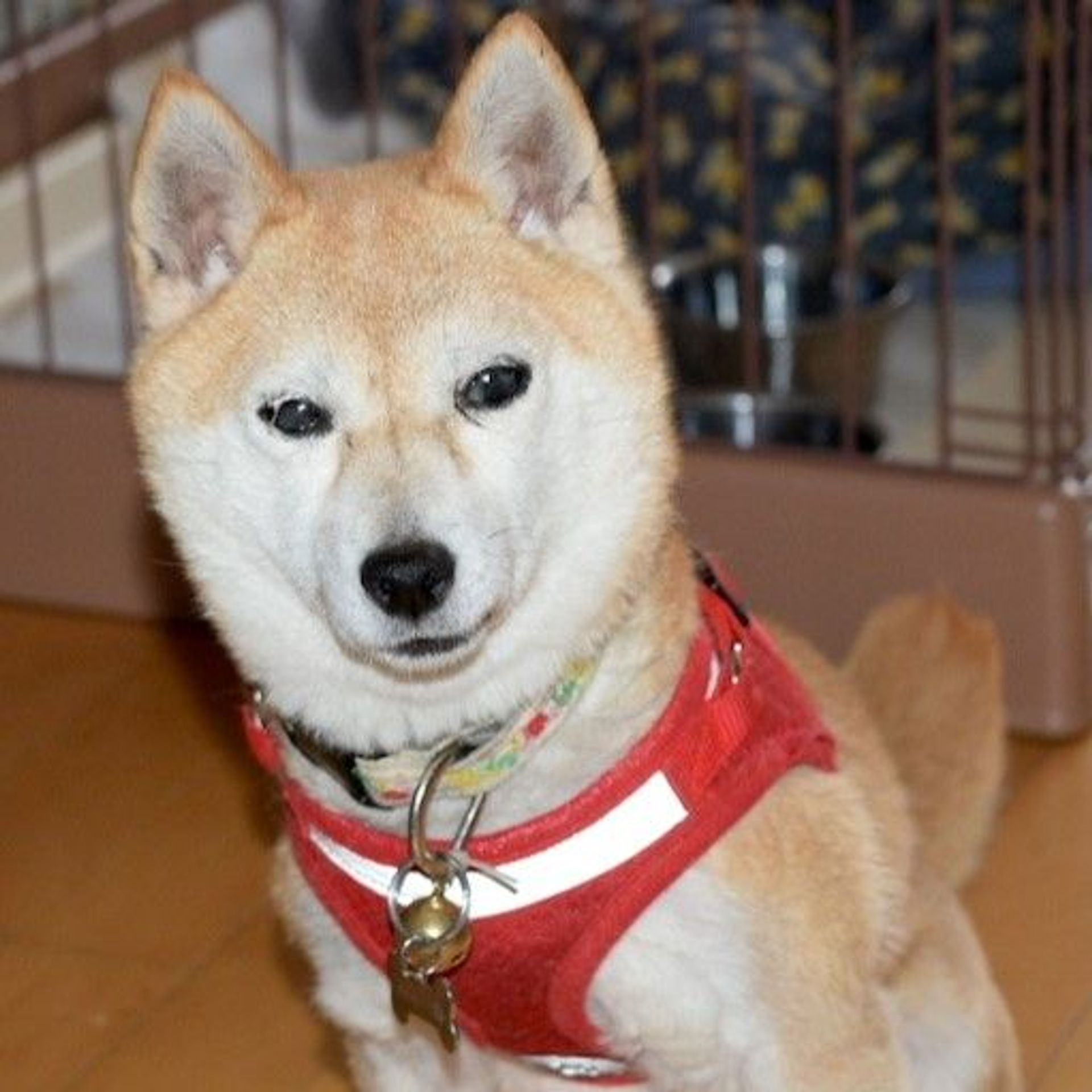 雑種（ミックス犬）・メスの里親募集の写真