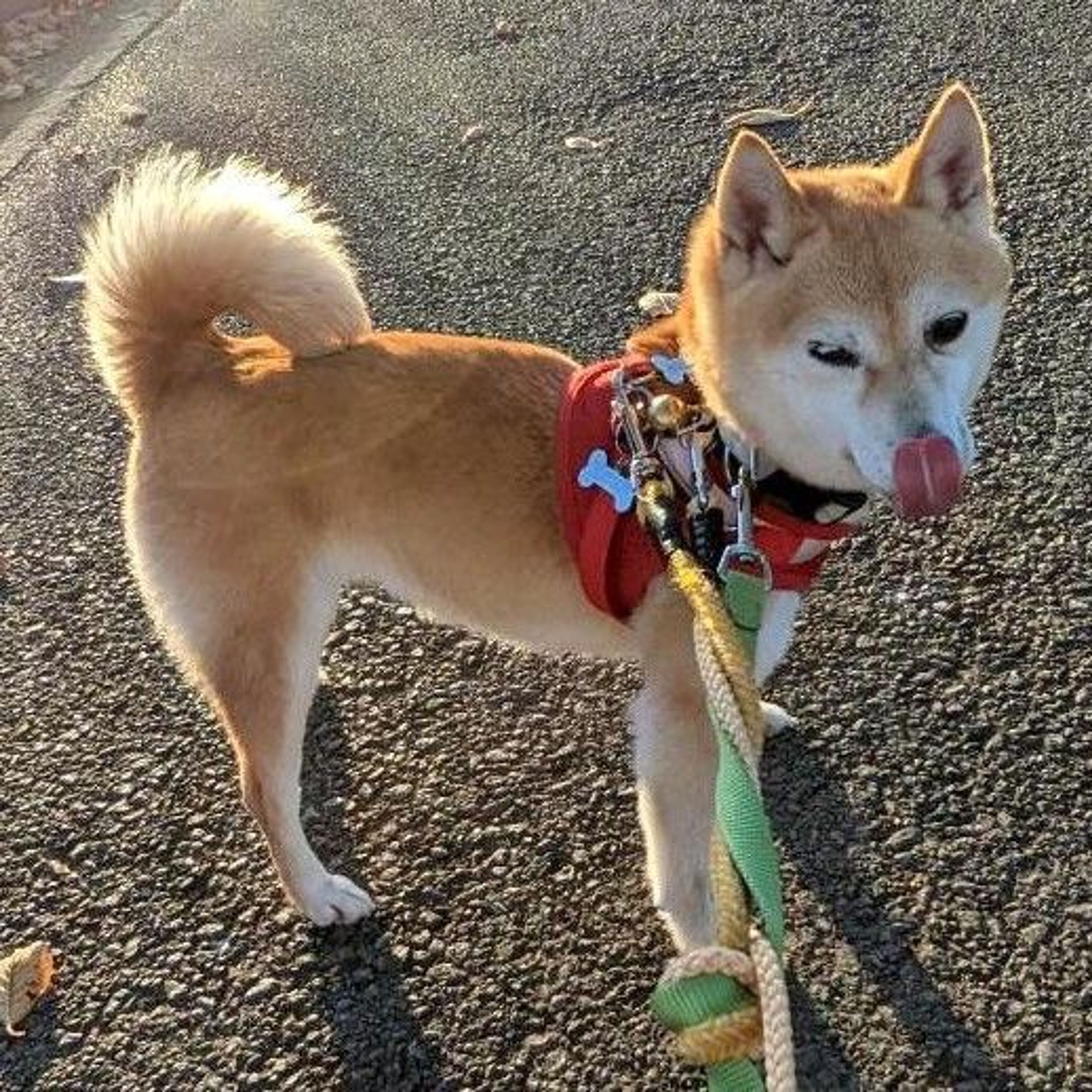 pet-image-3