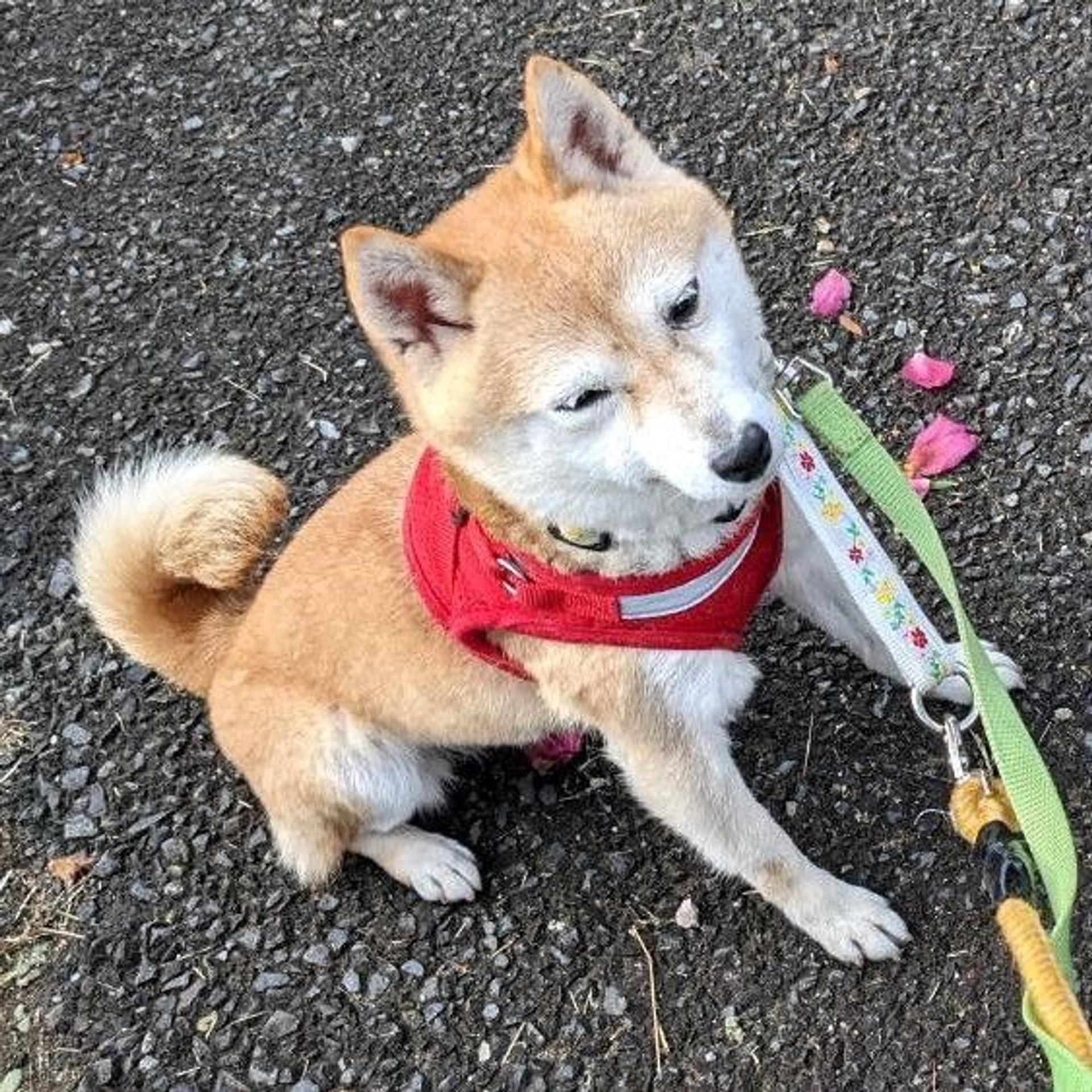 pet-image-4