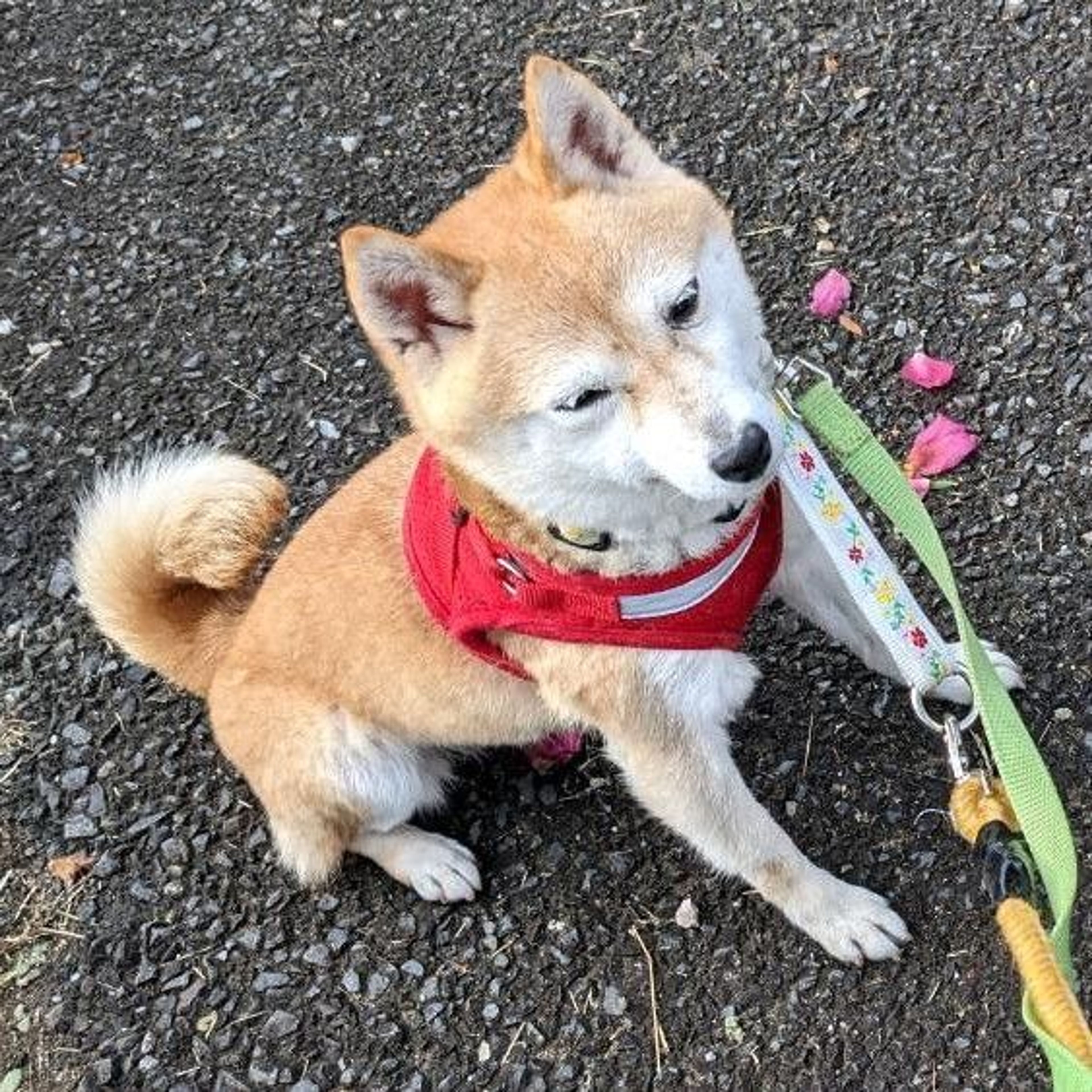 pet-image-4