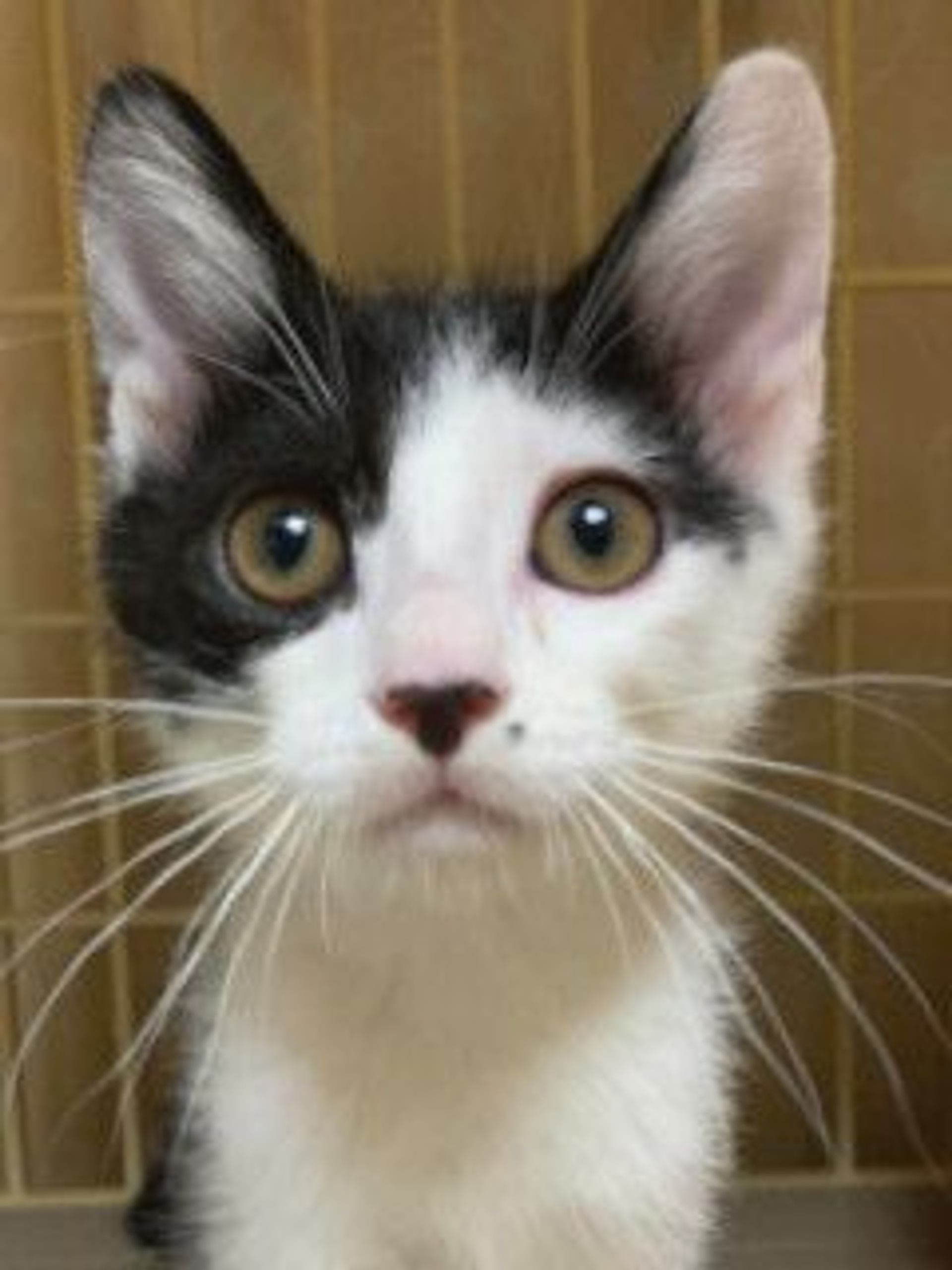 雑種（ミックス猫）・オスの里親募集の写真