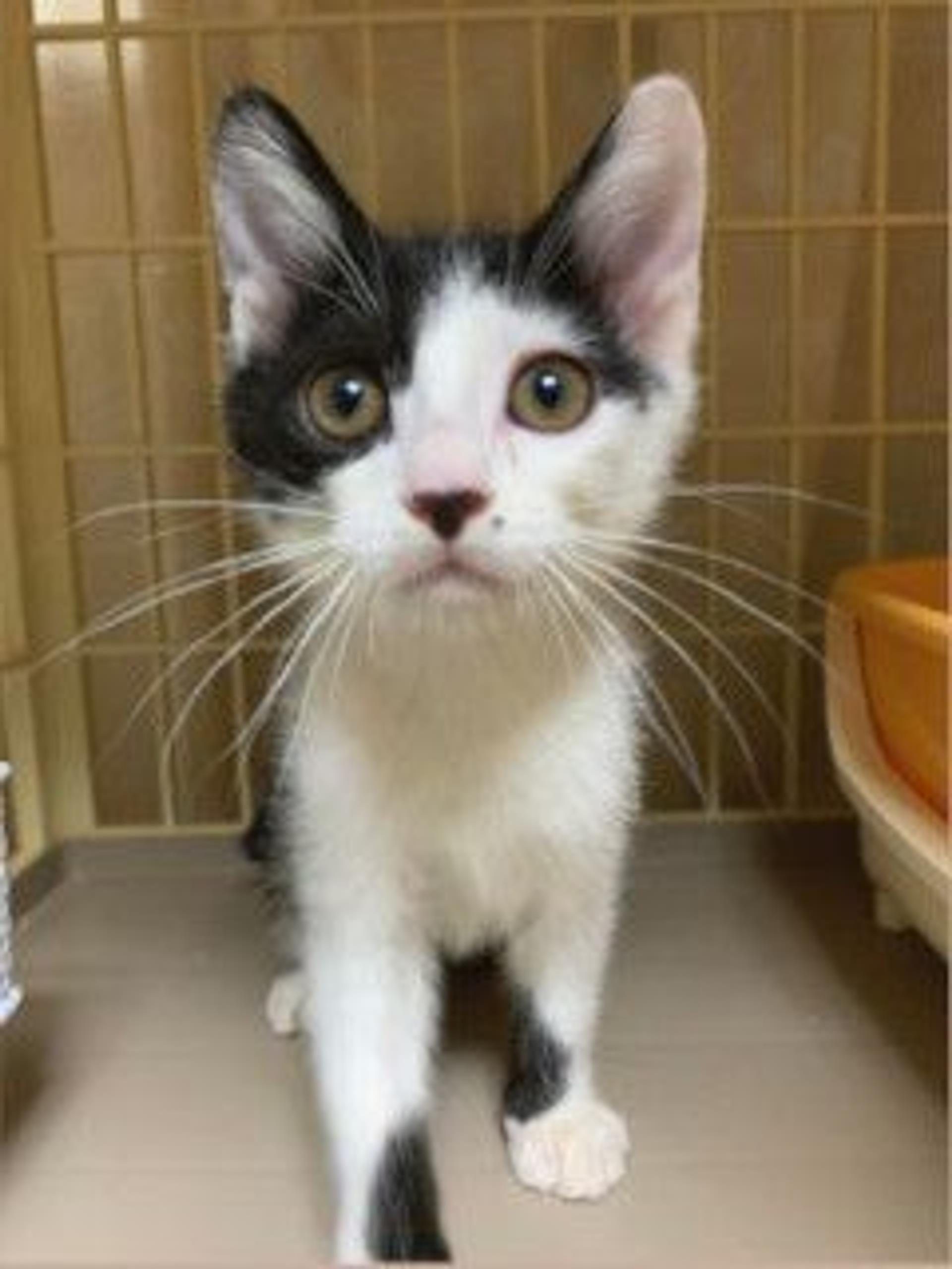 pet-image-2
