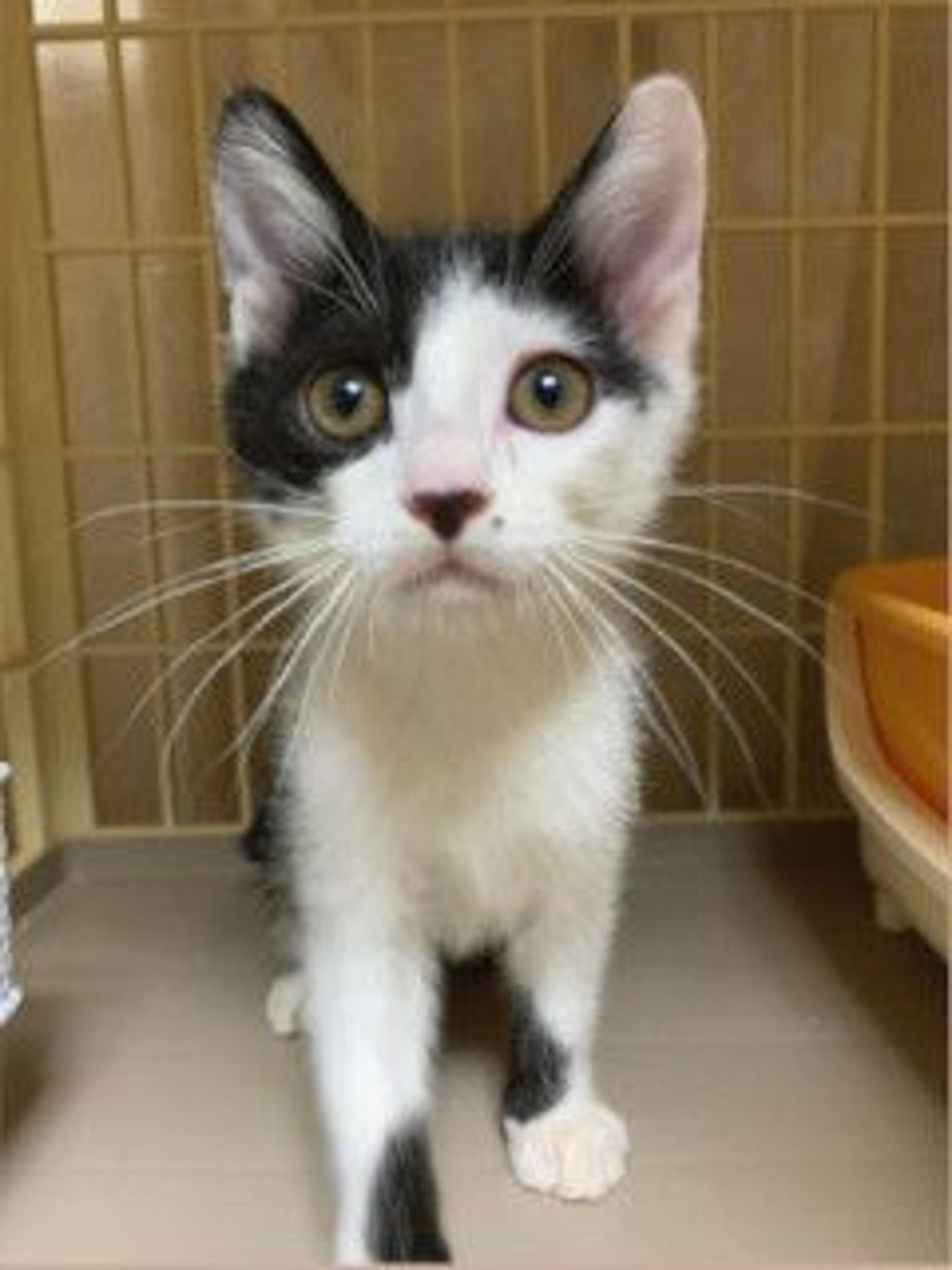 pet-image-2