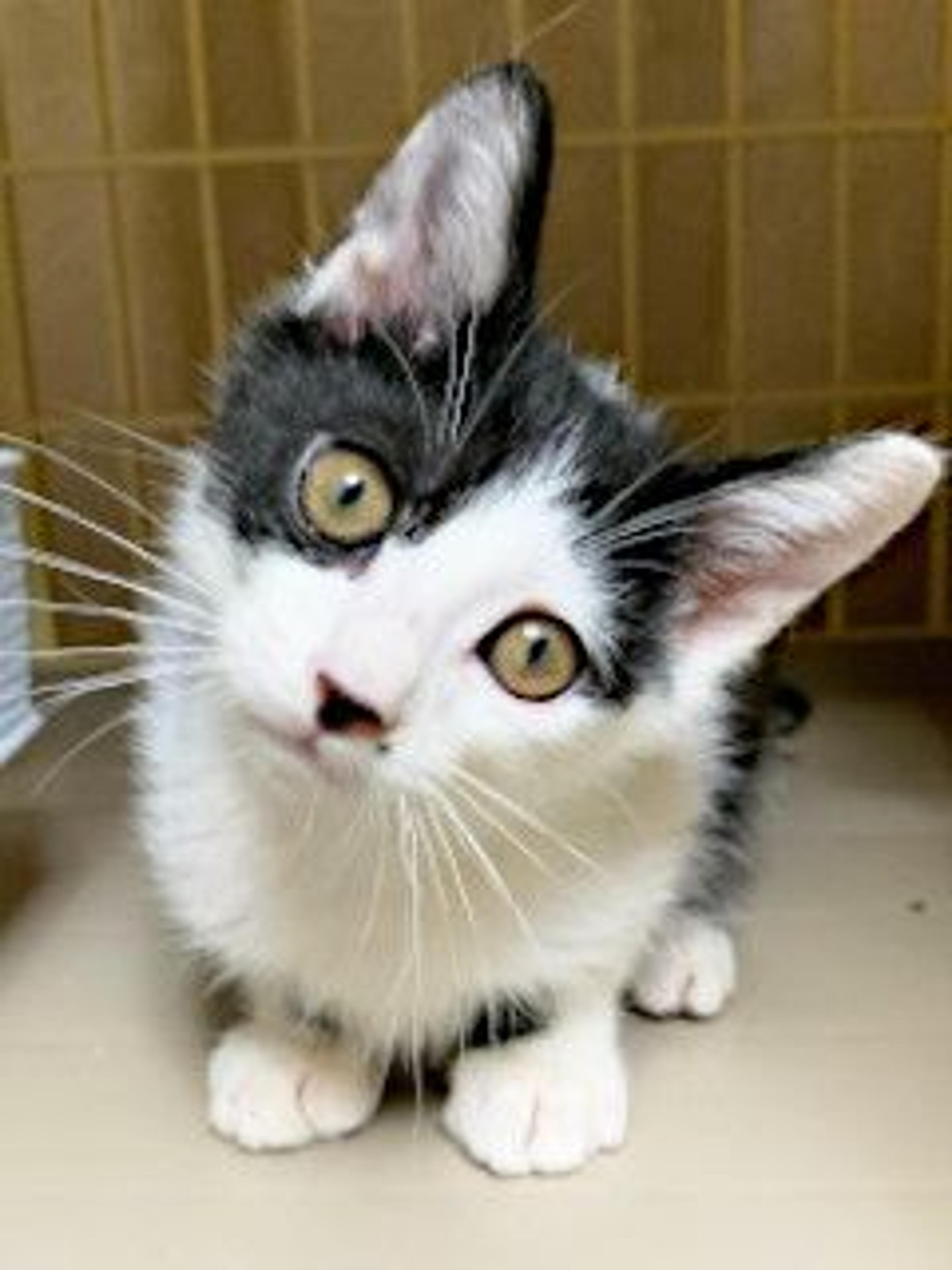 pet-image-3