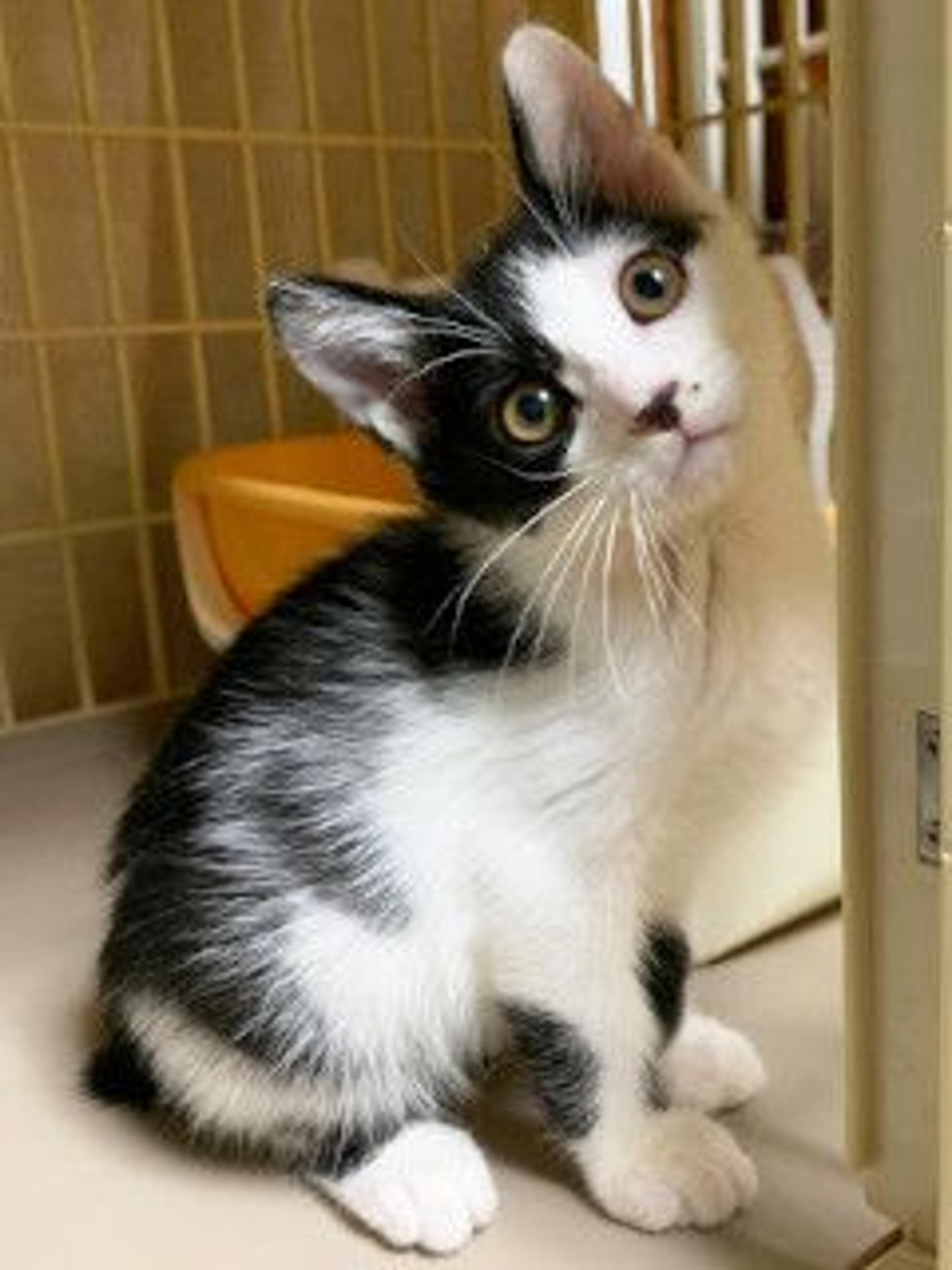 pet-image-4