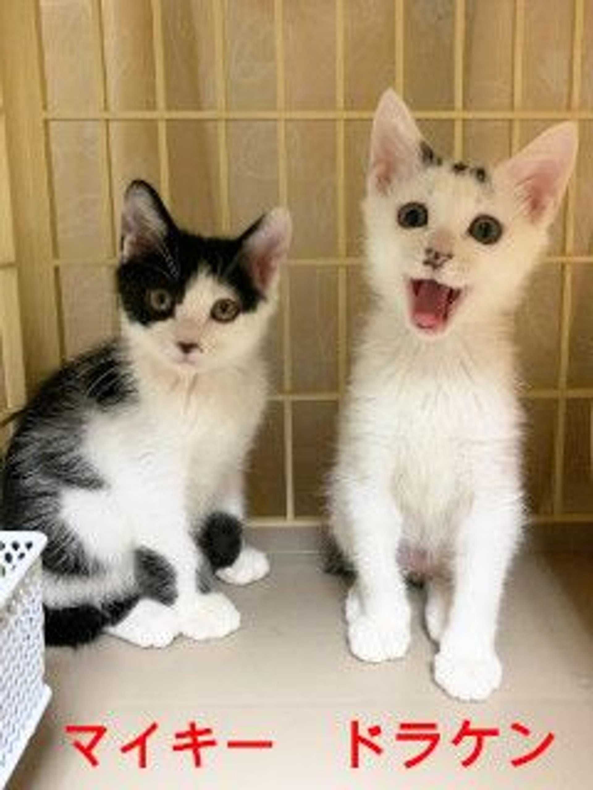 pet-image-5