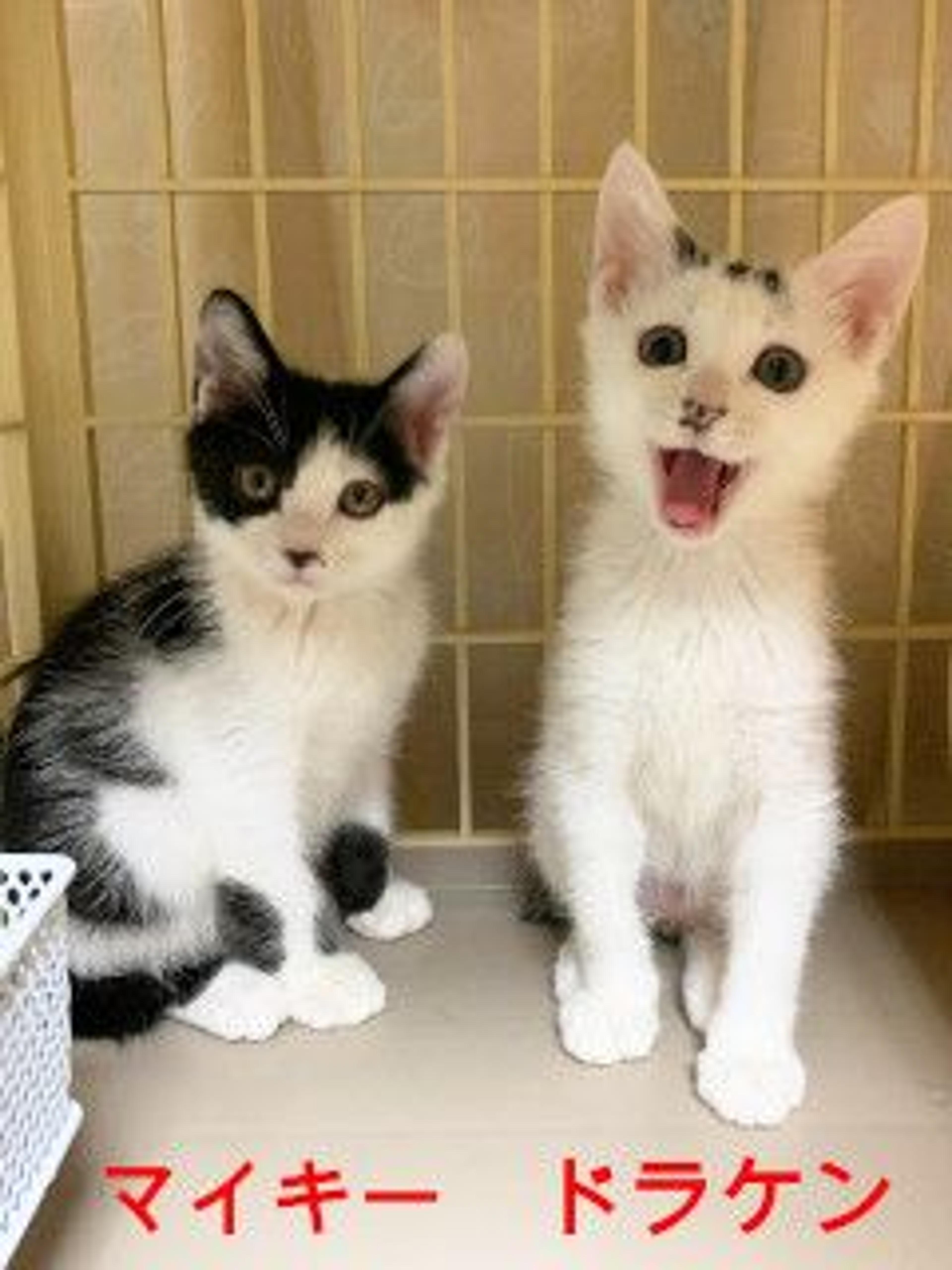 pet-image-5