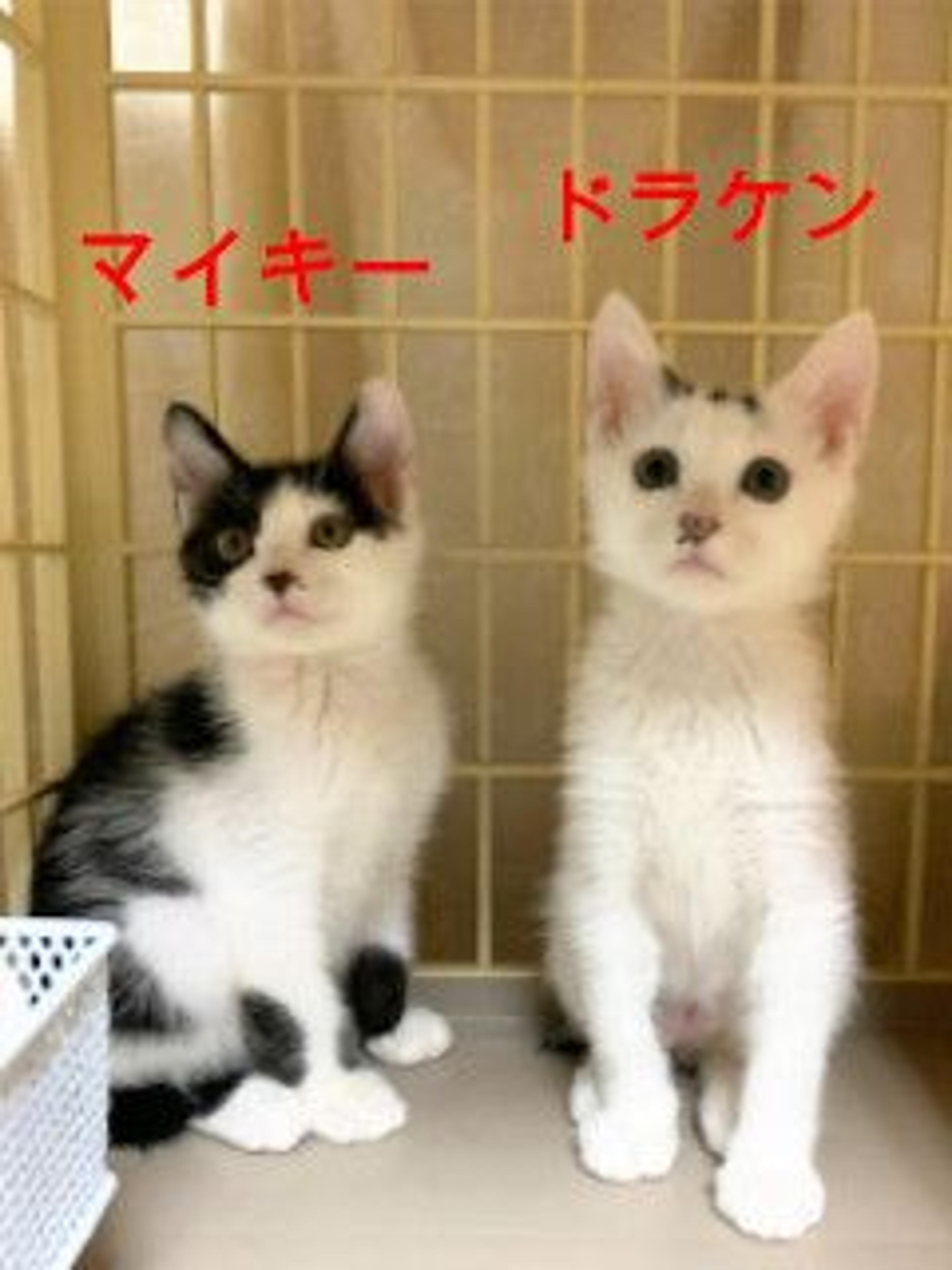 pet-image-6