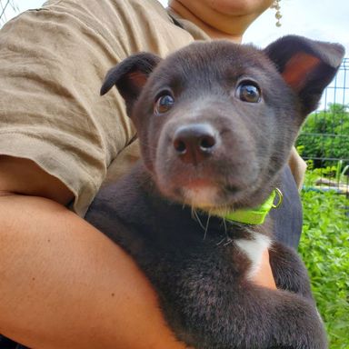雑種（ミックス犬）・メスの里親募集の写真
