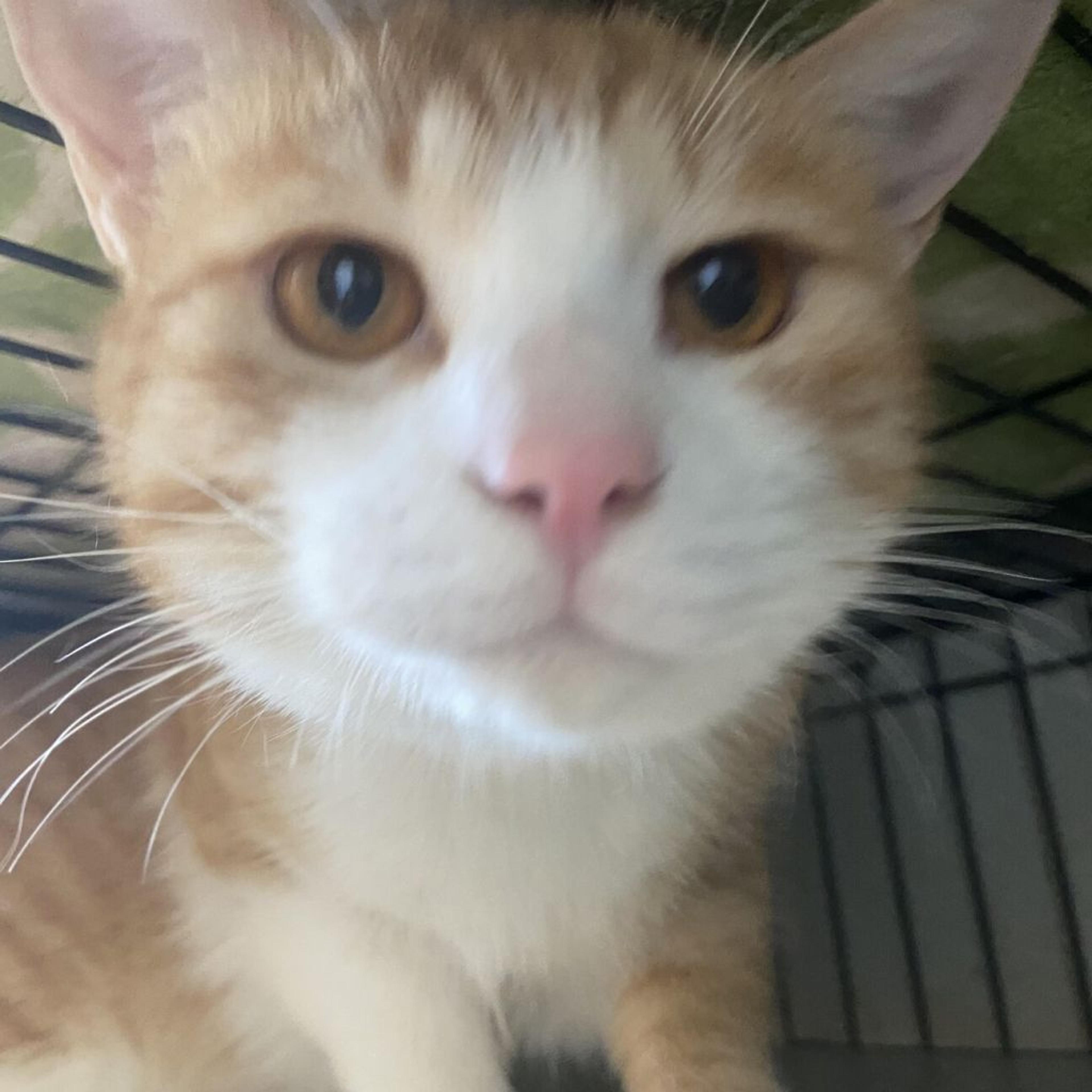 pet-image-5