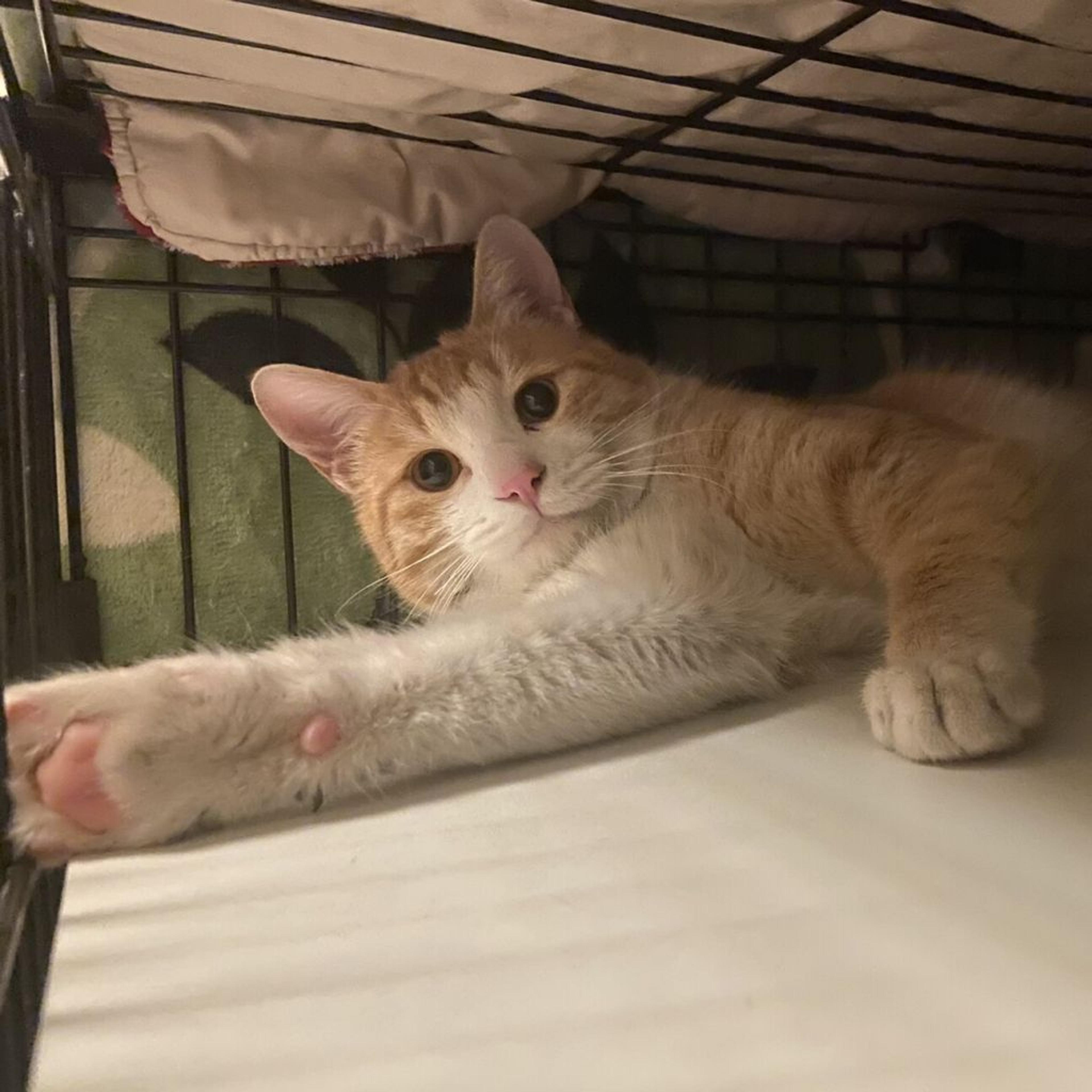 pet-image-8