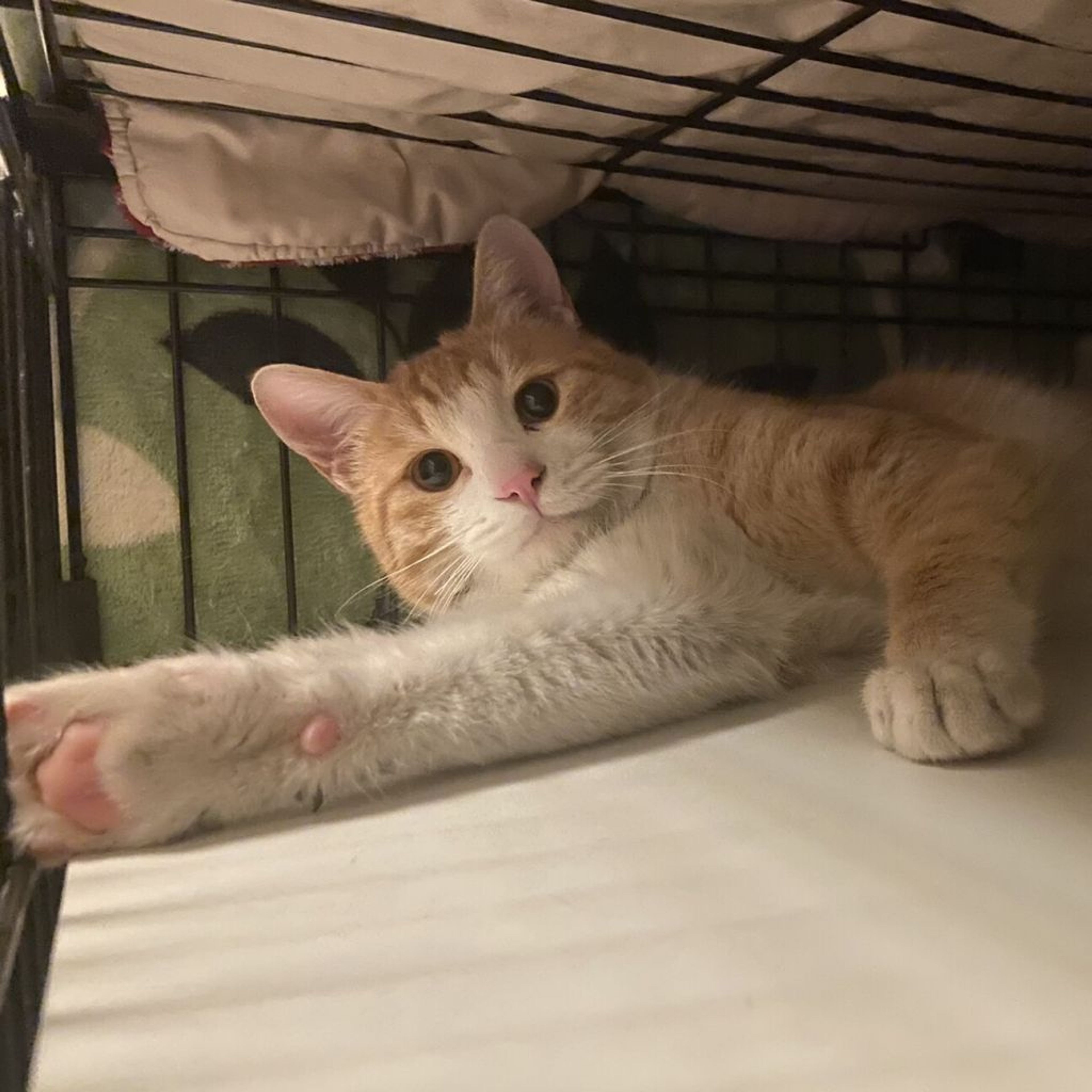 pet-image-8
