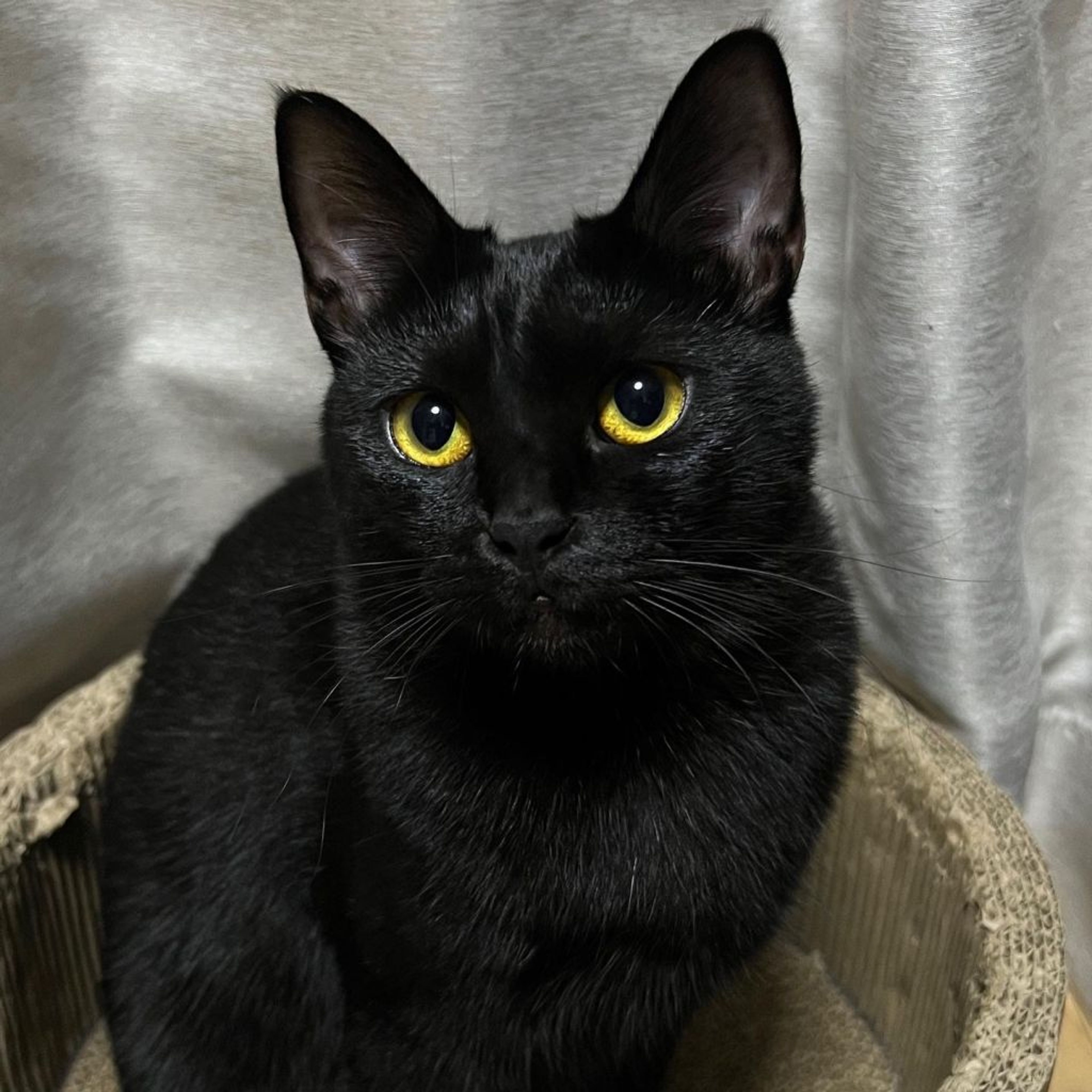 pet-image-3