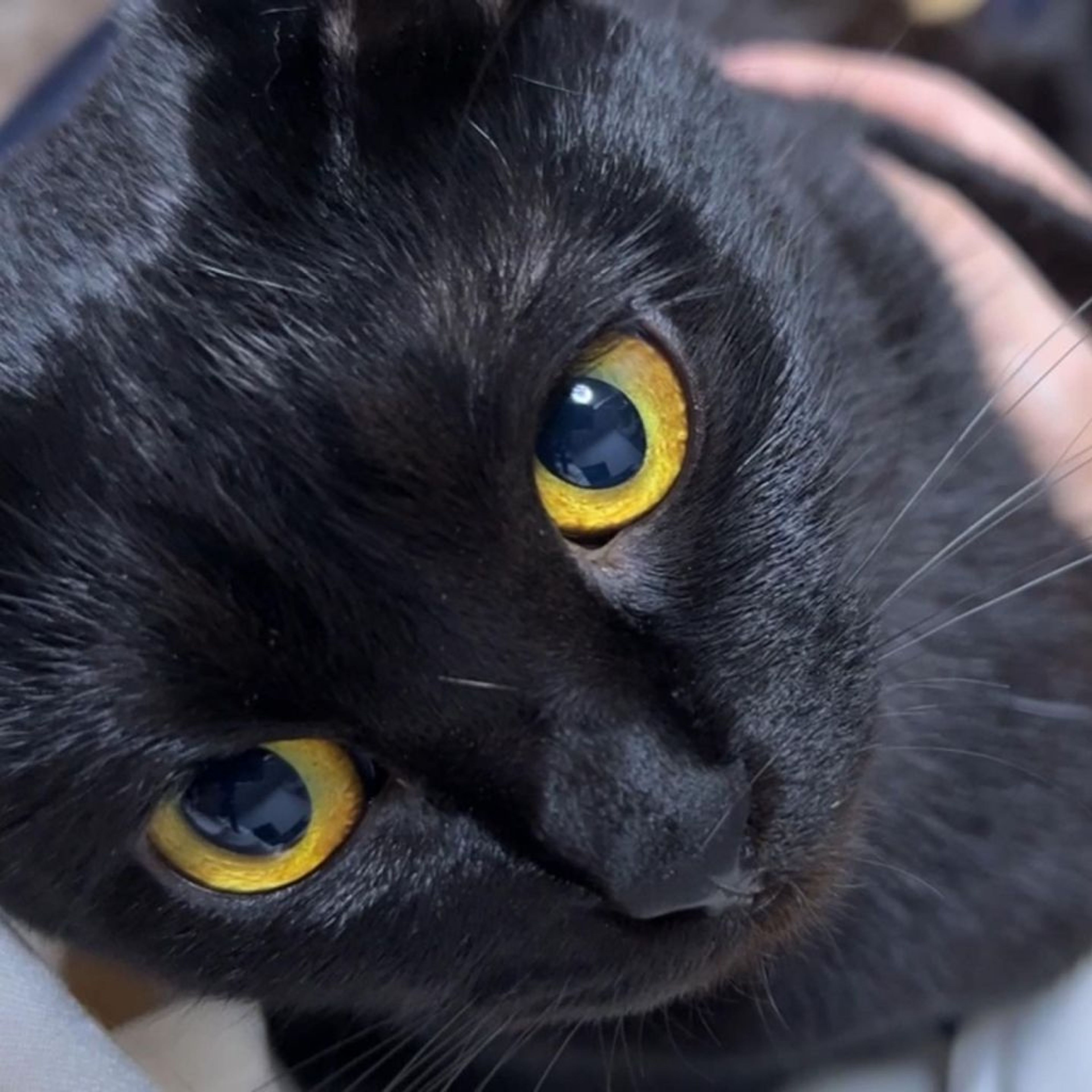 pet-image-7