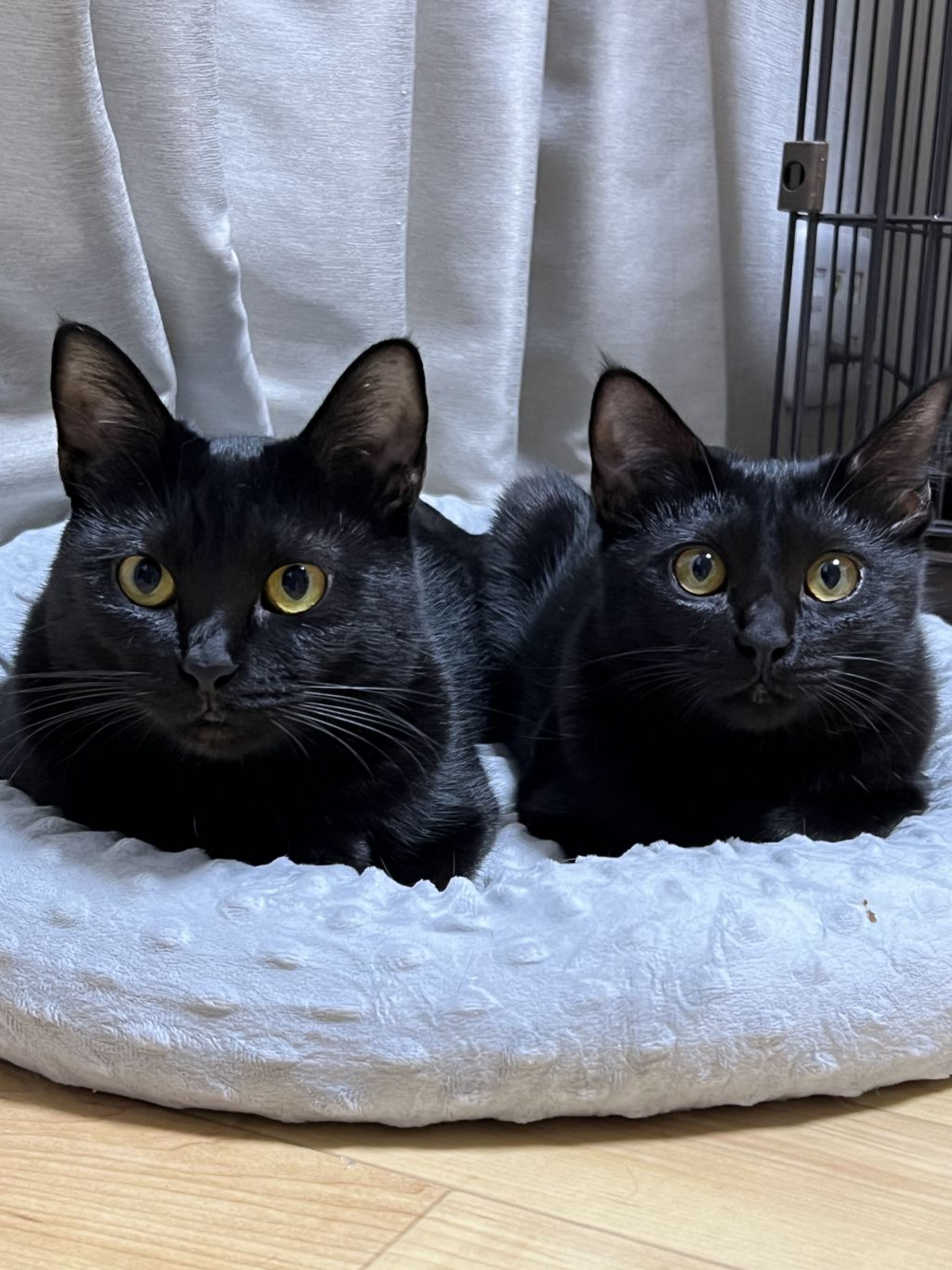 pet-image-9