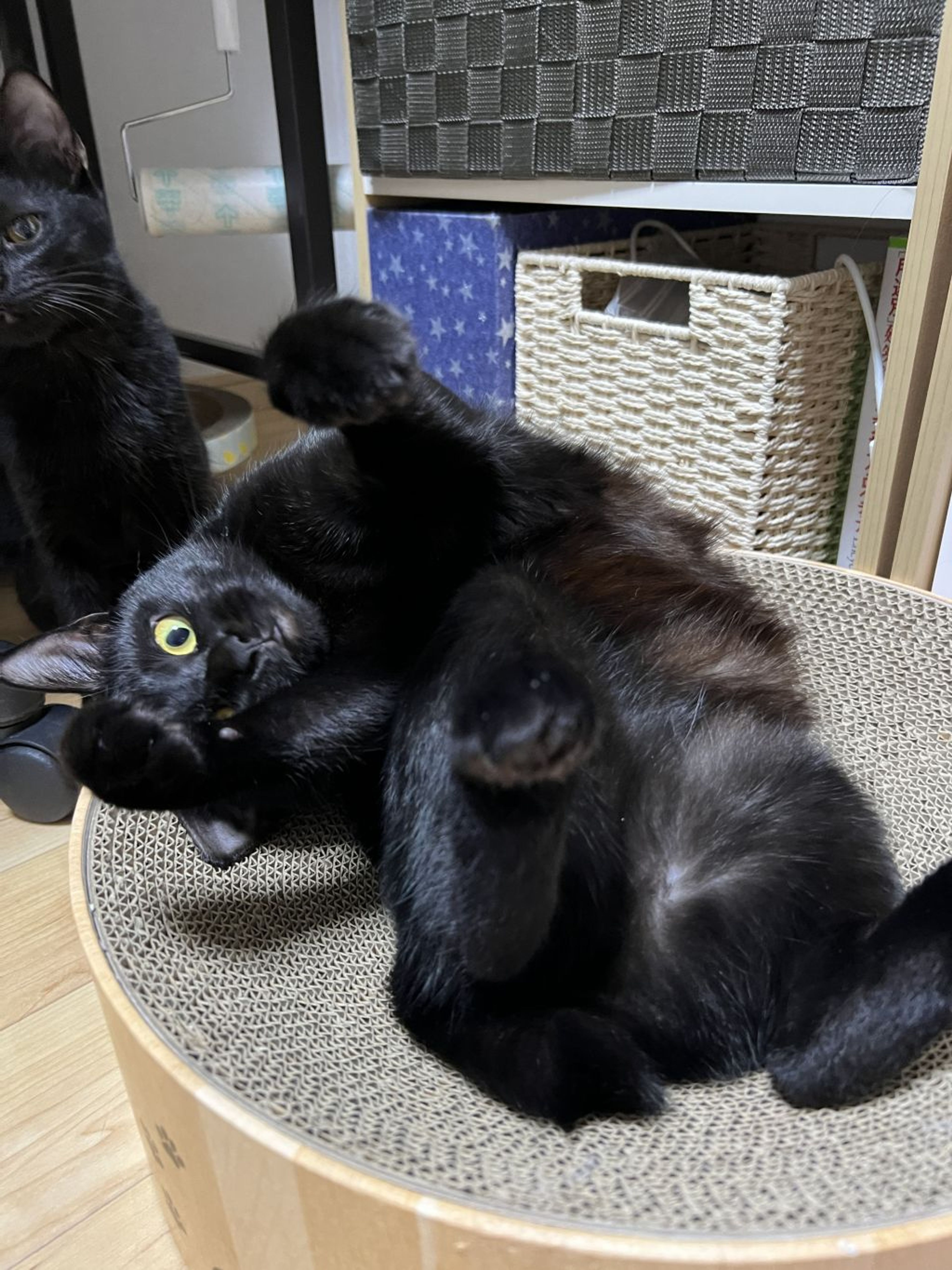 pet-image-11