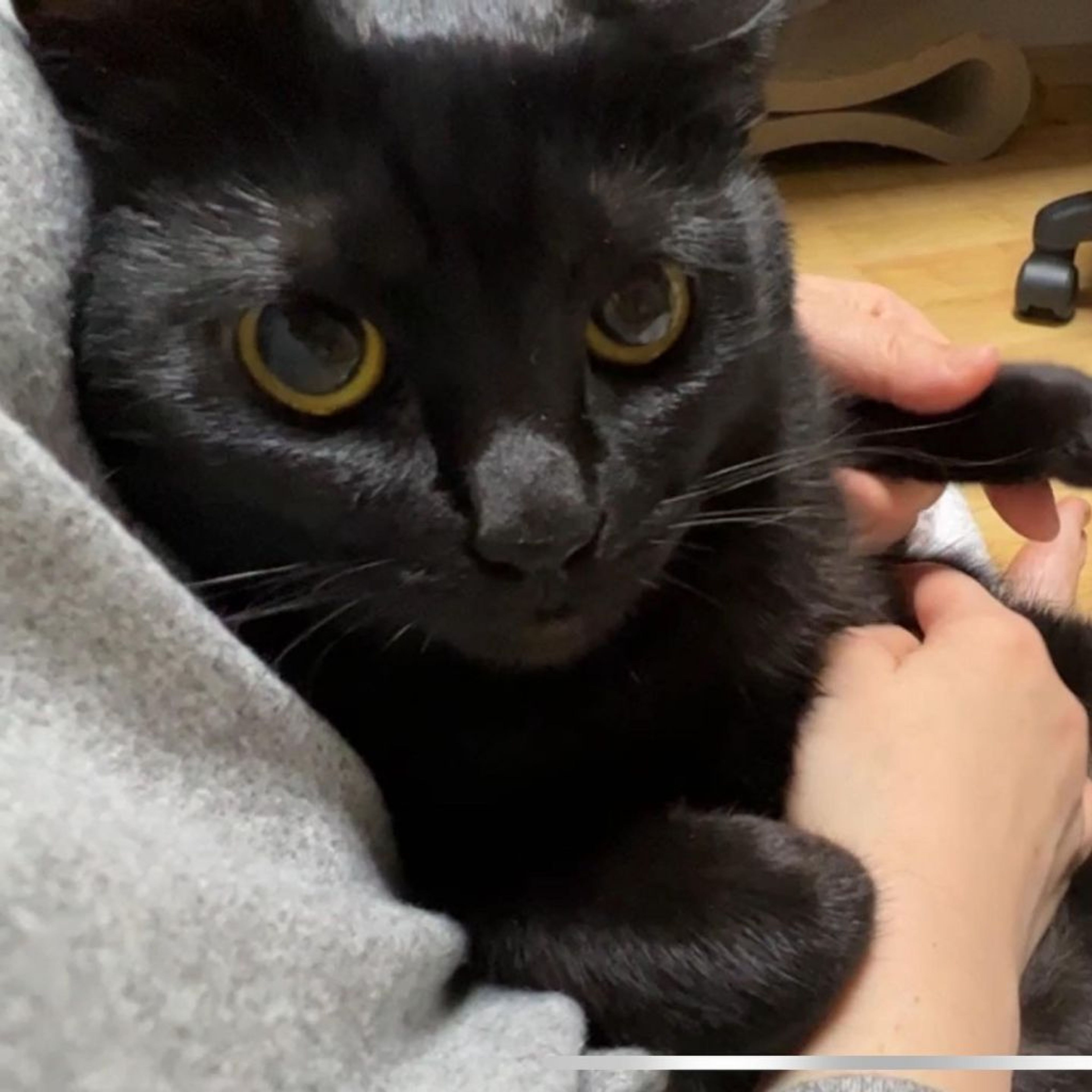 pet-image-14