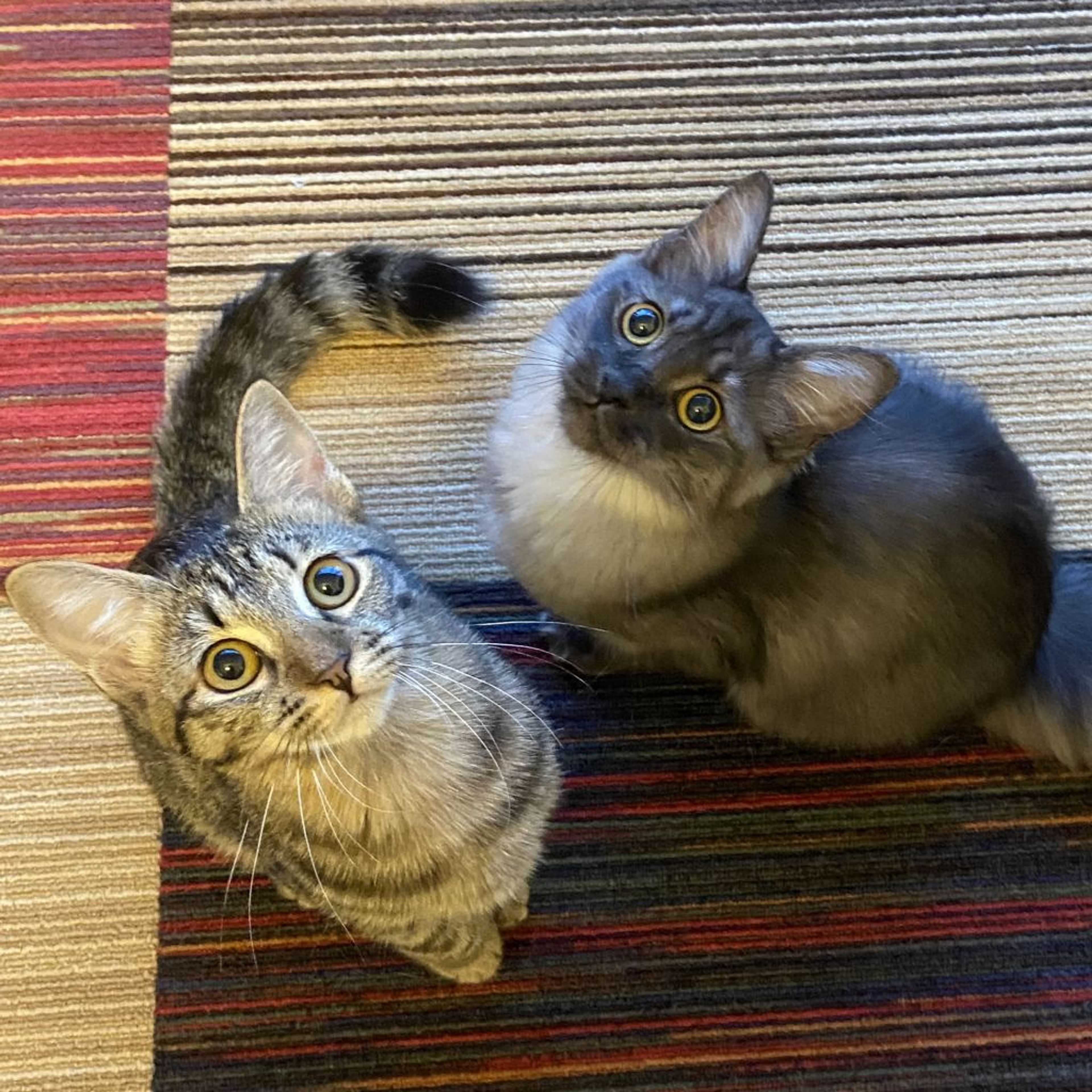 雑種（ミックス猫）・メスの里親募集の写真