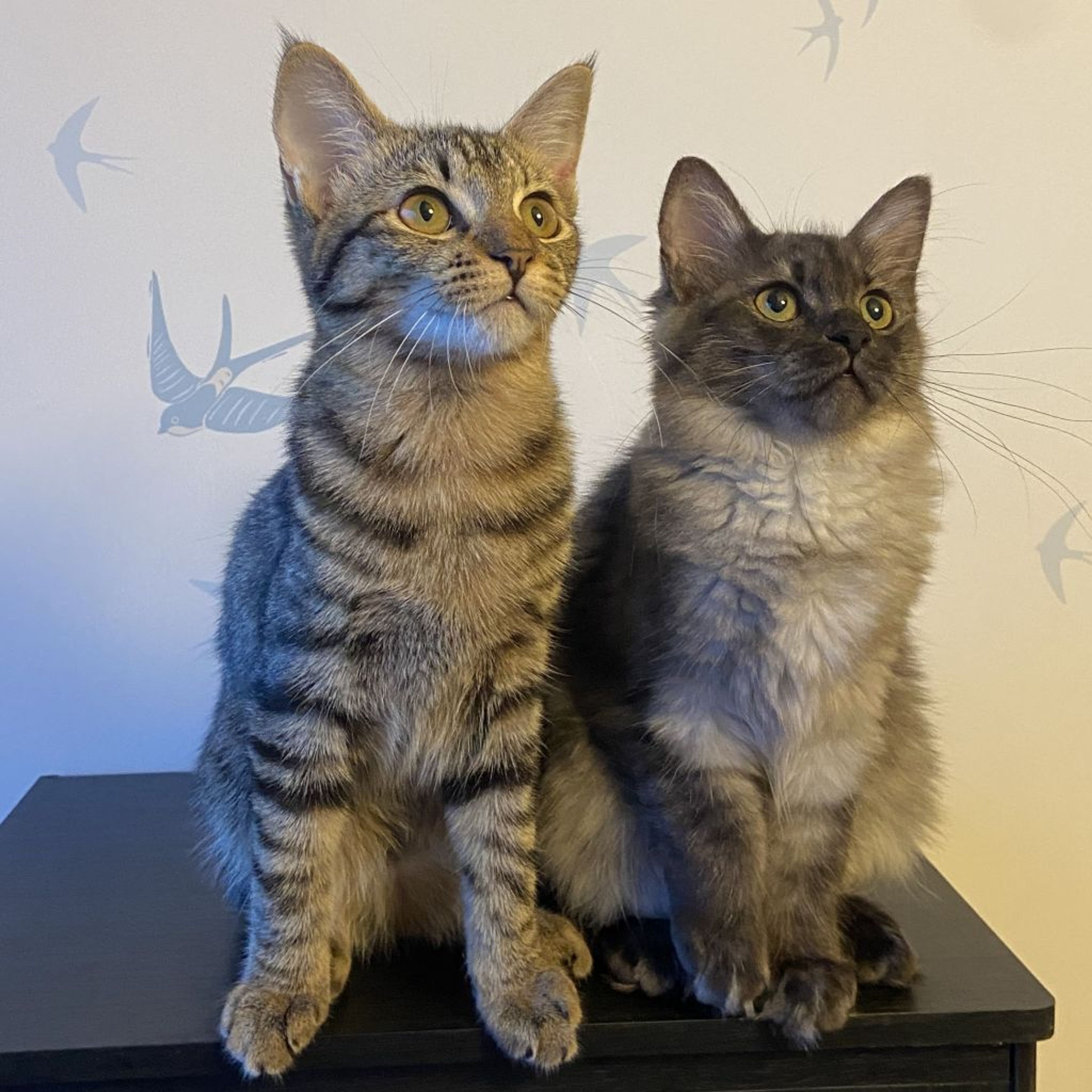 pet-image-4