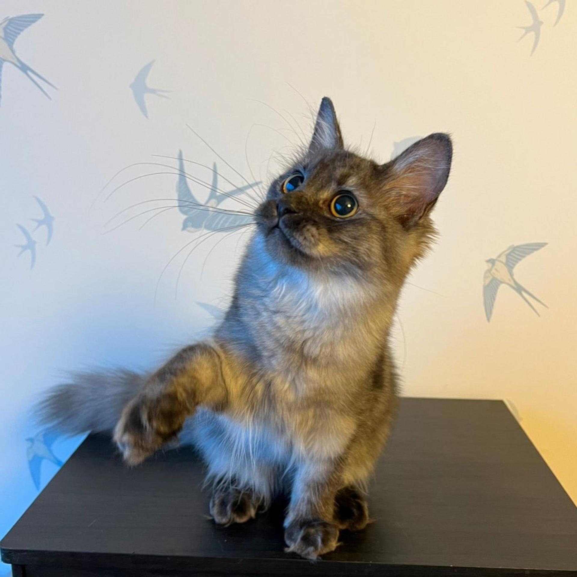 pet-image-5