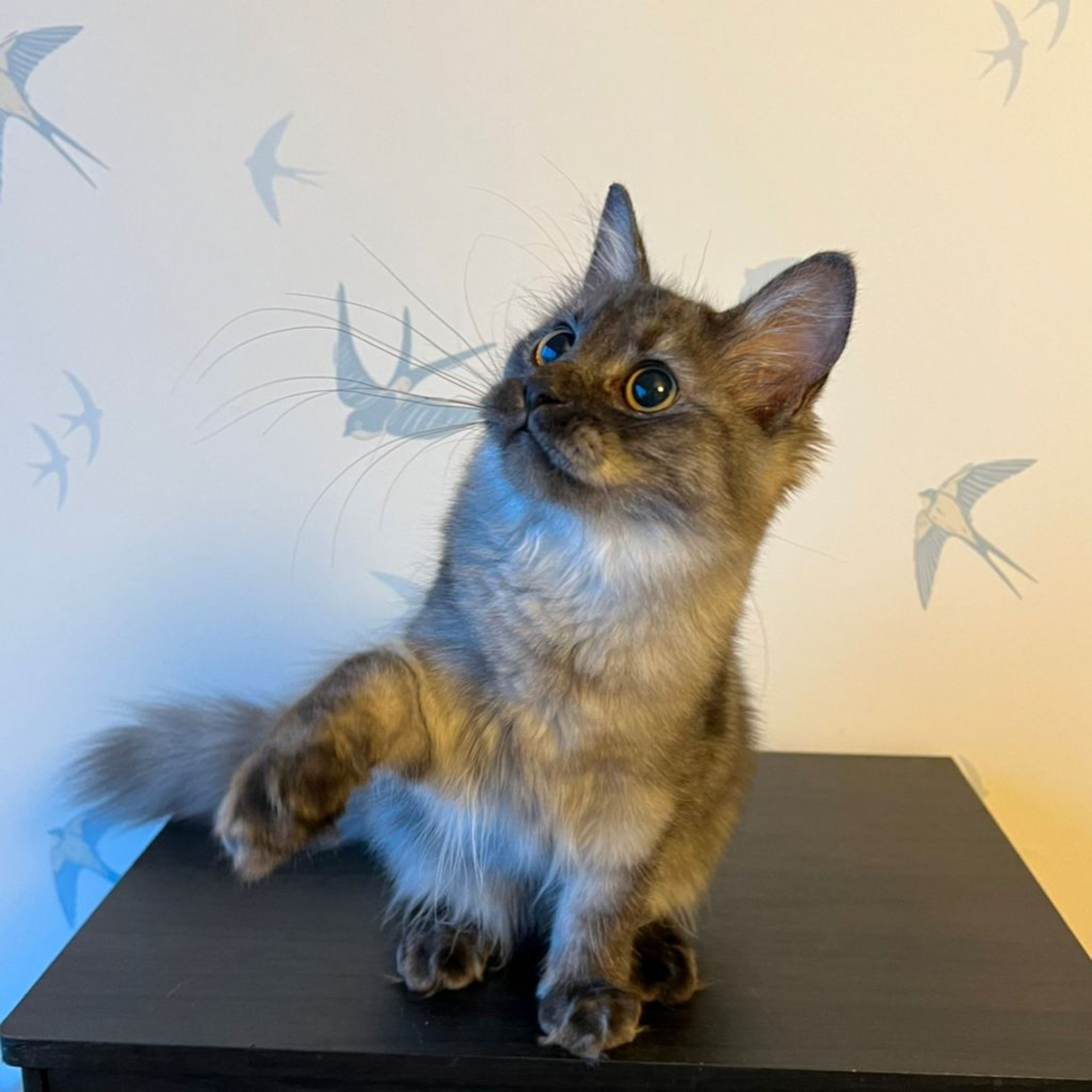 pet-image-5