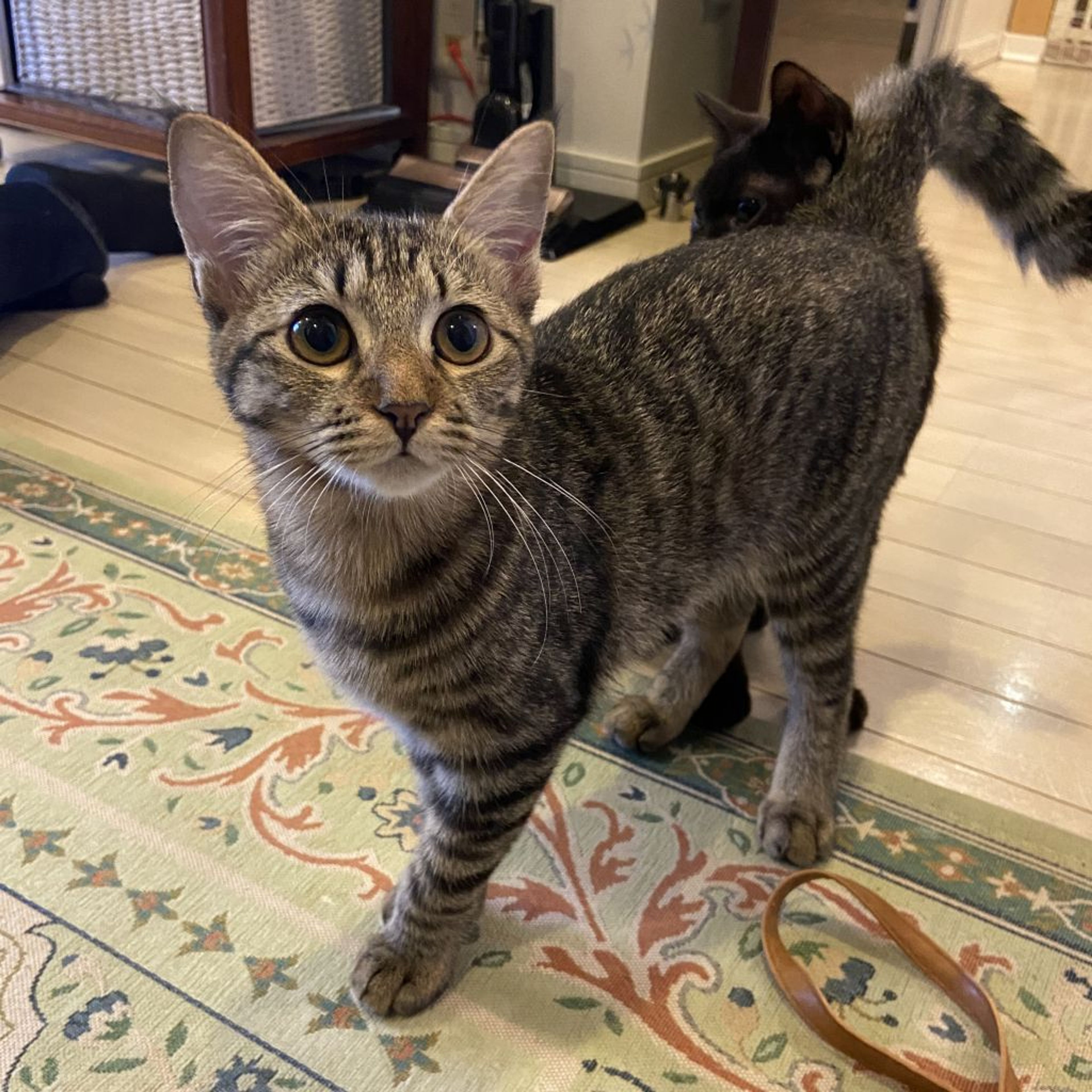 pet-image-6