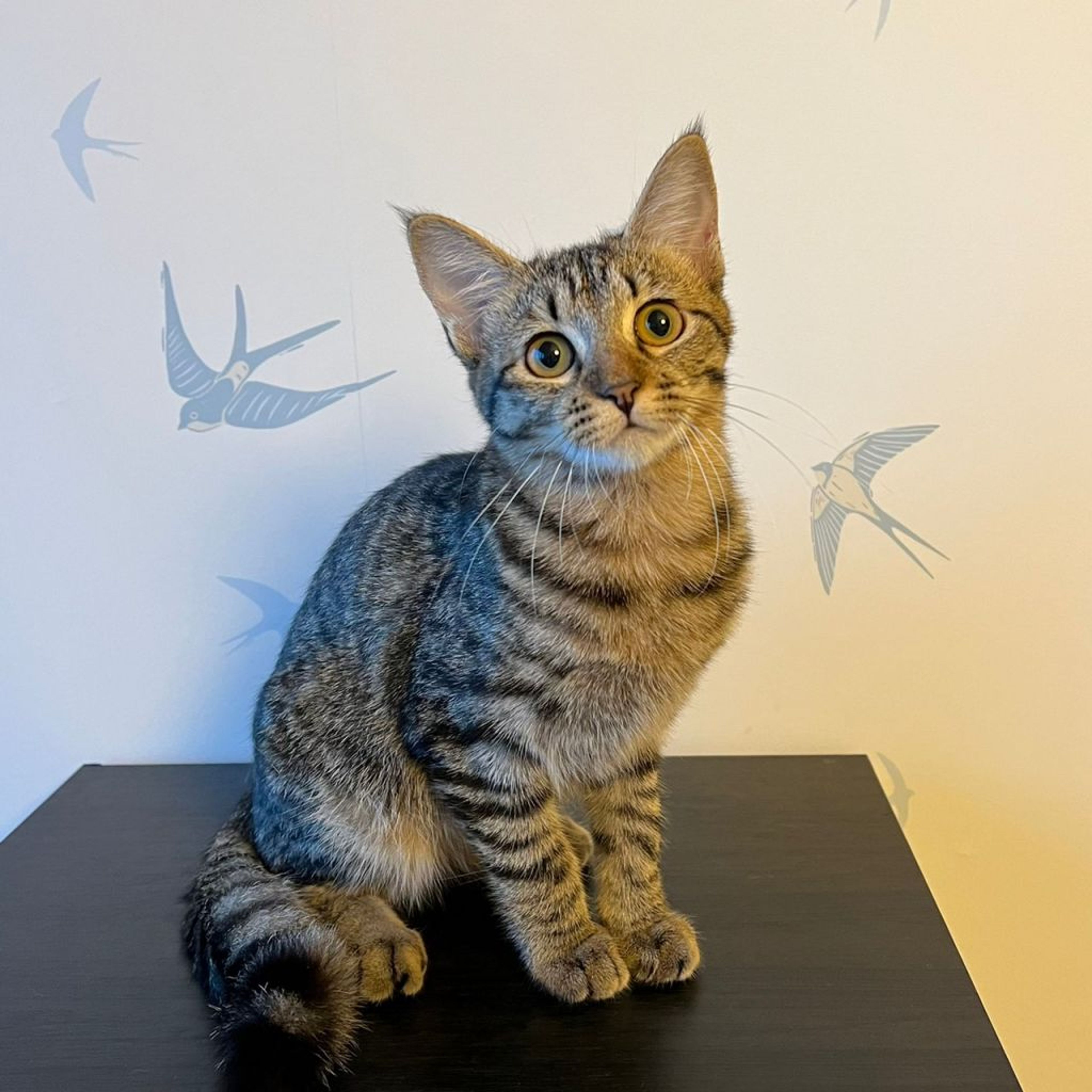 pet-image-8