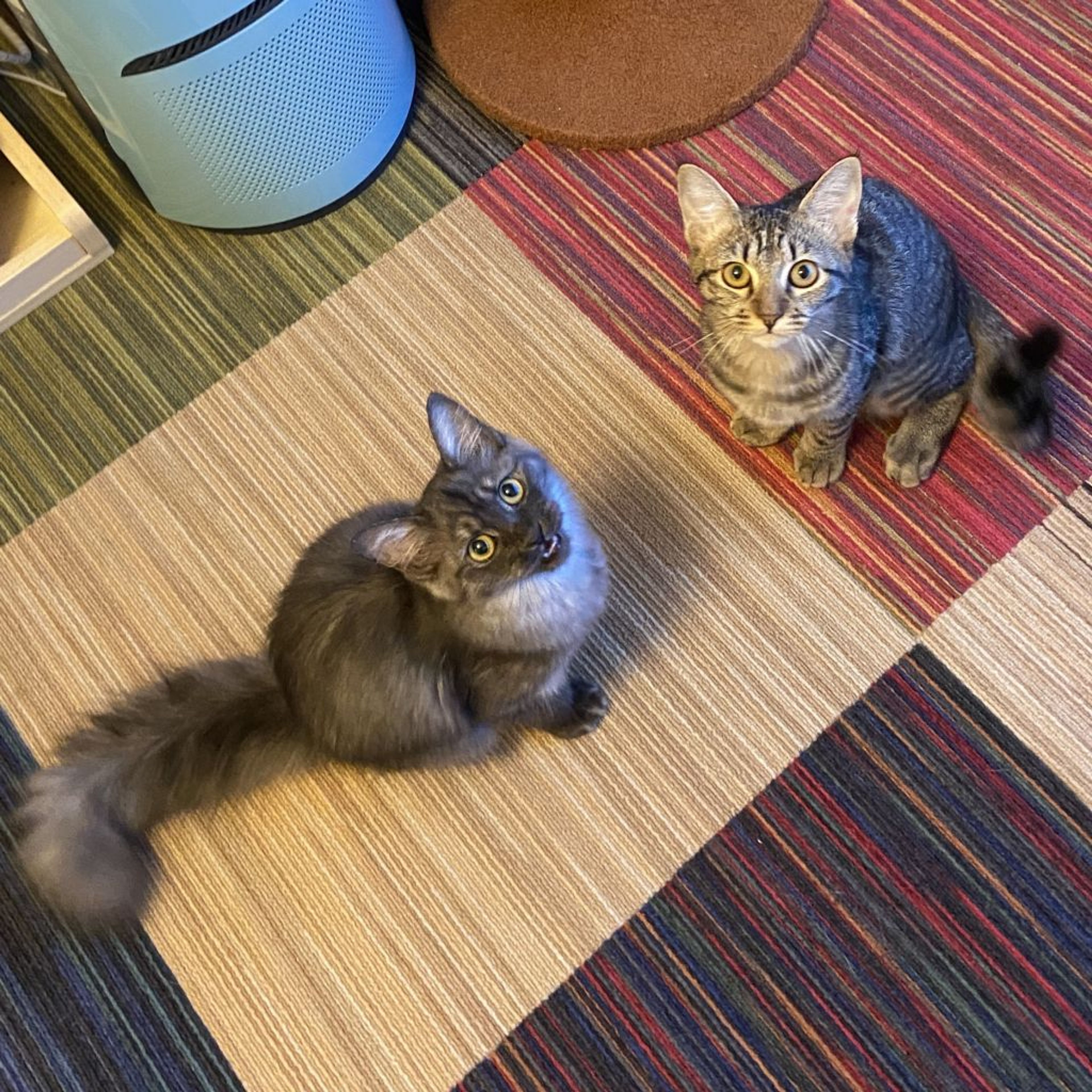 pet-image-9